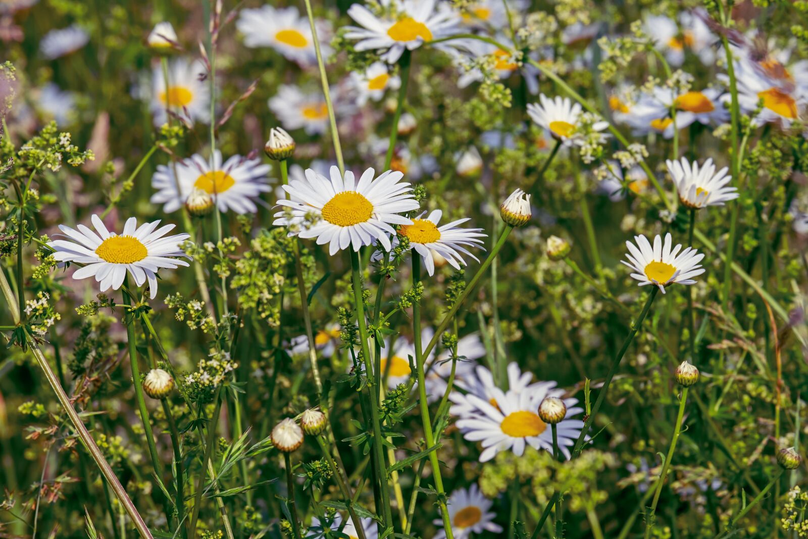 Fujifilm XF 55-200mm F3.5-4.8 R LM OIS sample photo. Daisies, flowers, bloom photography