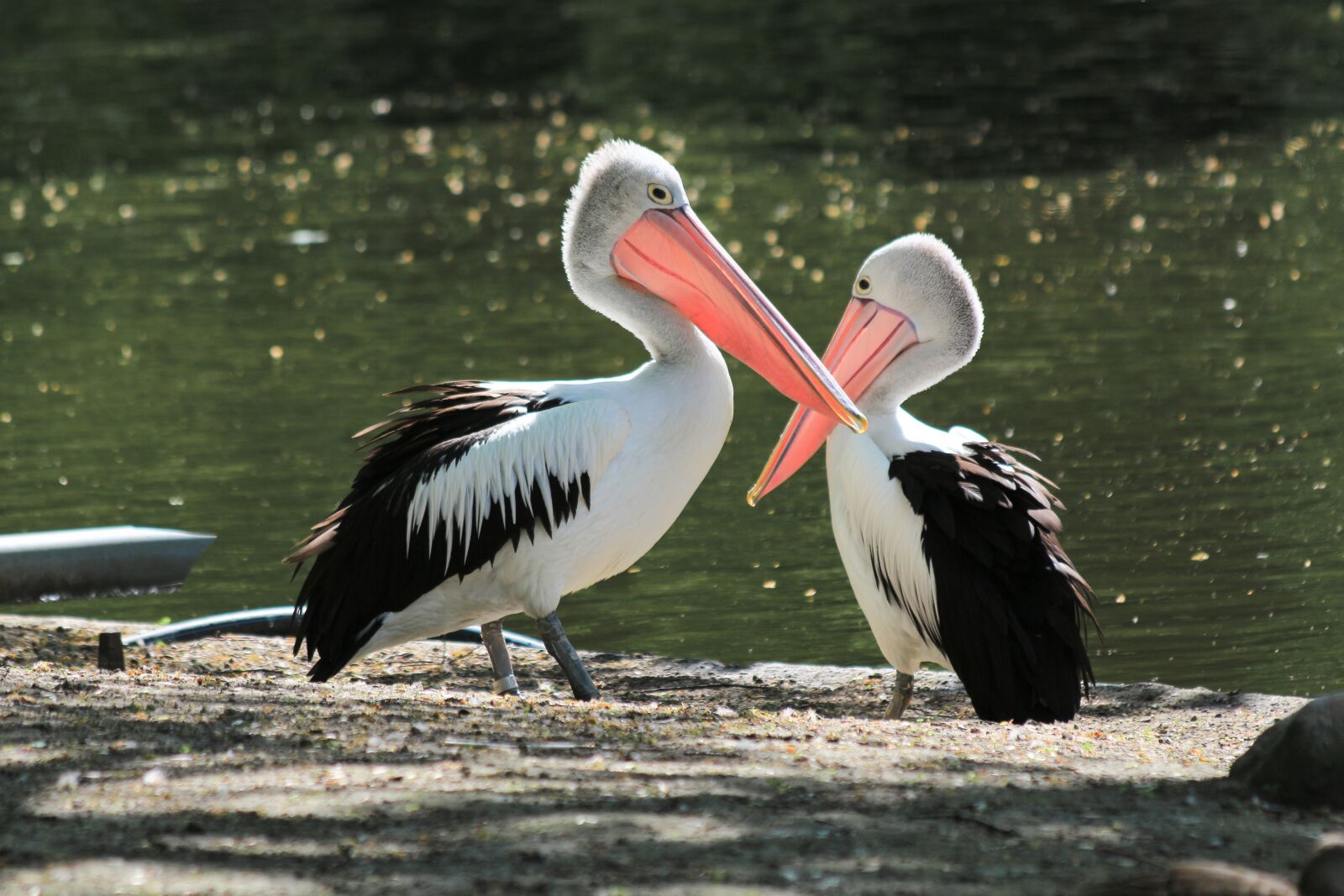Canon EF 70-300mm F4-5.6 IS USM sample photo. Pelikan, bird, water bird photography