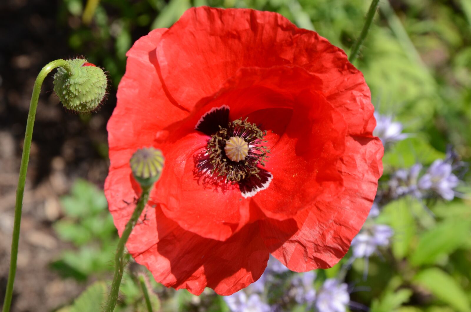 Nikon D7000 sample photo. Poppy, summer, flowers photography