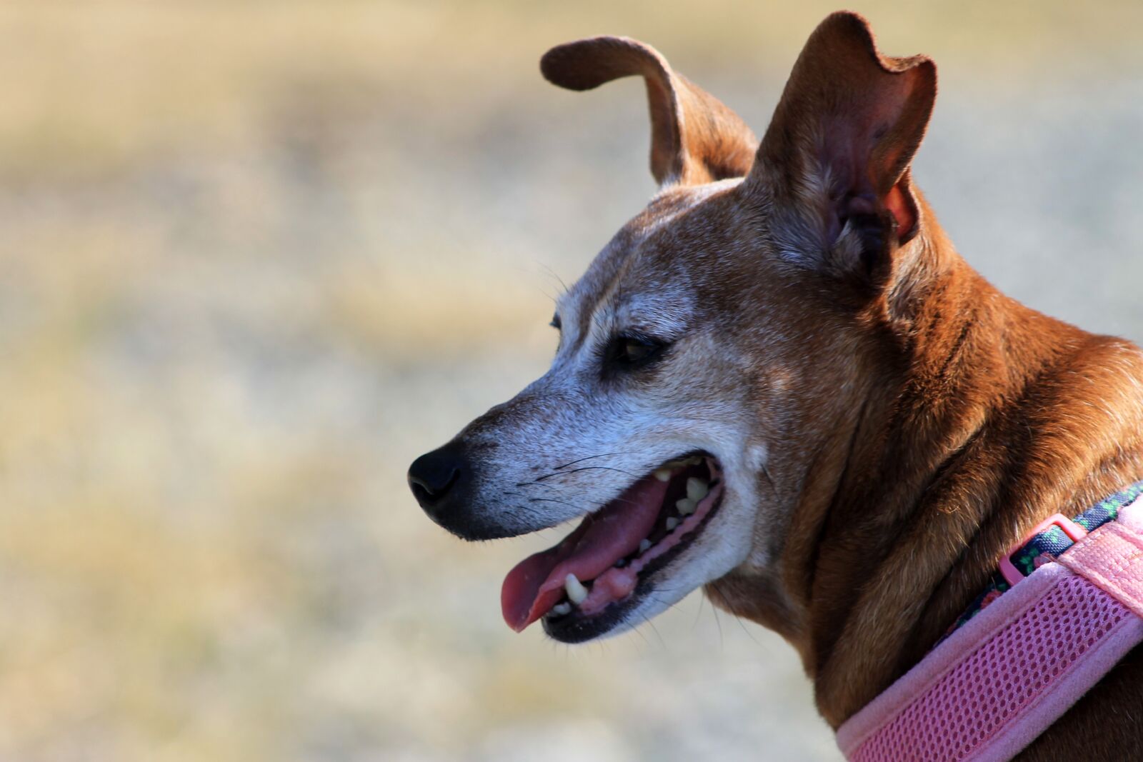Canon EOS 1100D (EOS Rebel T3 / EOS Kiss X50) sample photo. Dog, canine, cute photography