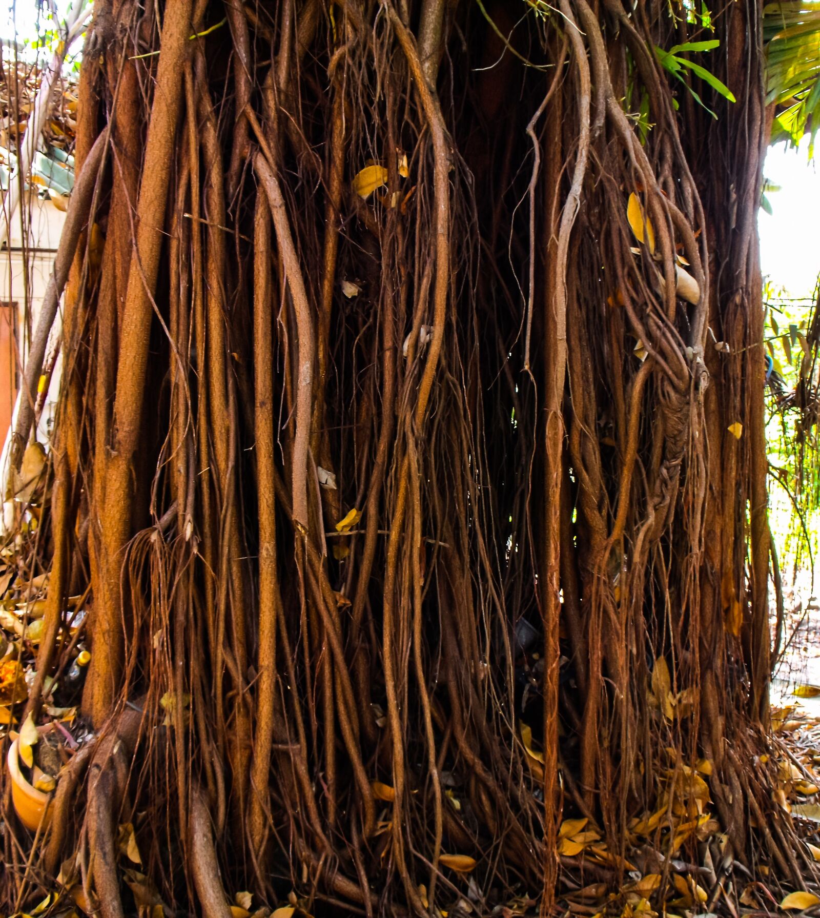 Fujifilm FinePix S1000fd sample photo. Log, aerial roots, forest photography