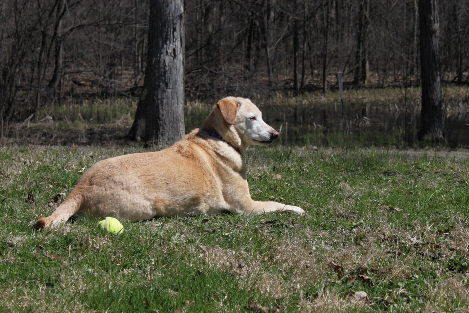 Canon EOS 500D (EOS Rebel T1i / EOS Kiss X3) sample photo. Dog, pet, golden retriever photography