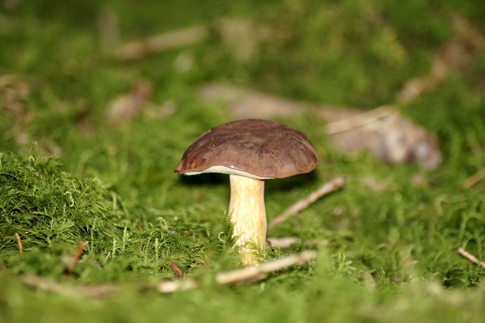 Sony SLT-A58 sample photo. Gathering, mushroom, rac photography