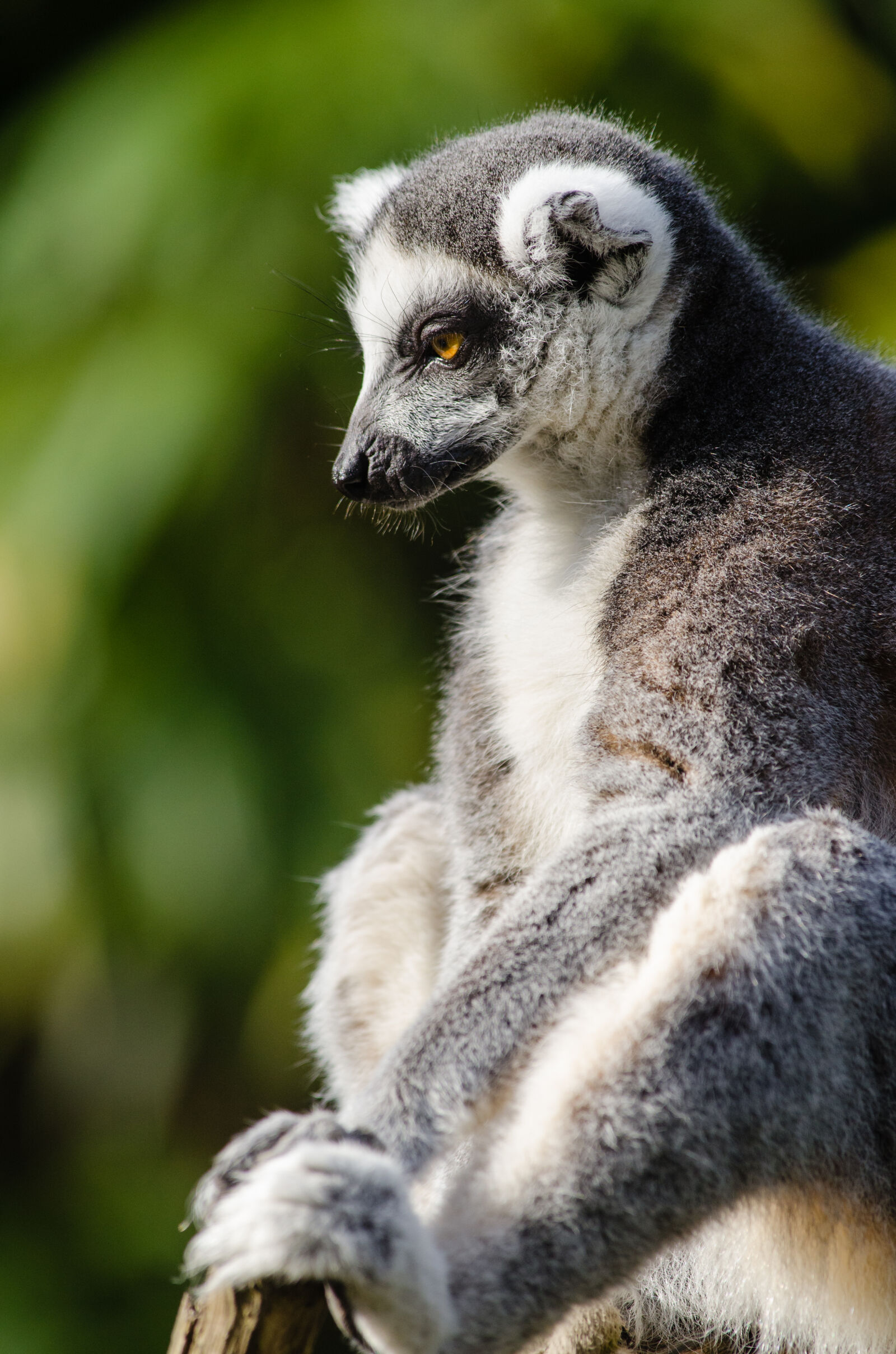 Nikon D7000 + Sigma APO Tele Macro 300mm F4 sample photo
