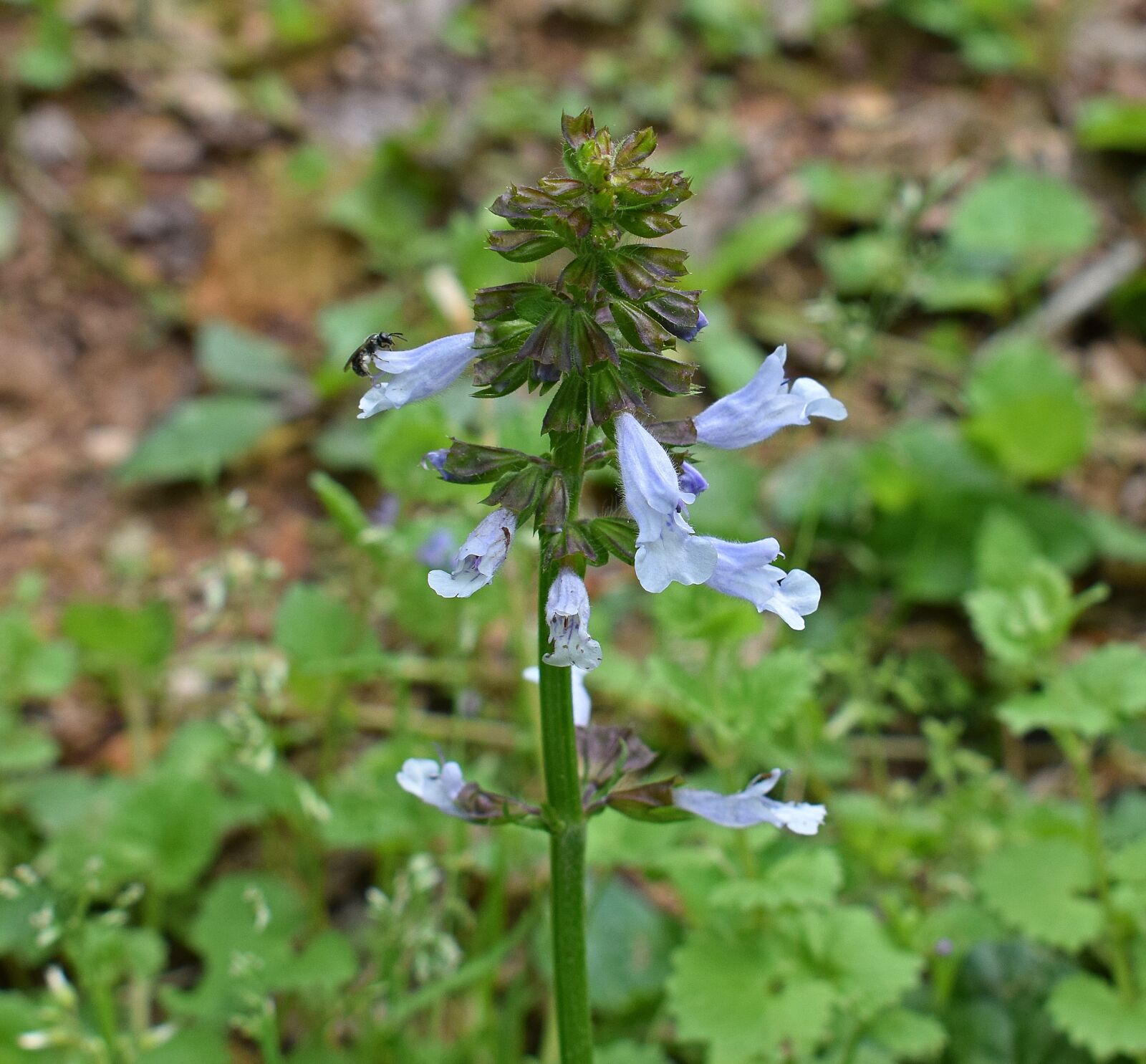 Nikon D3300 sample photo. Wild penstemon, flower, blossom photography