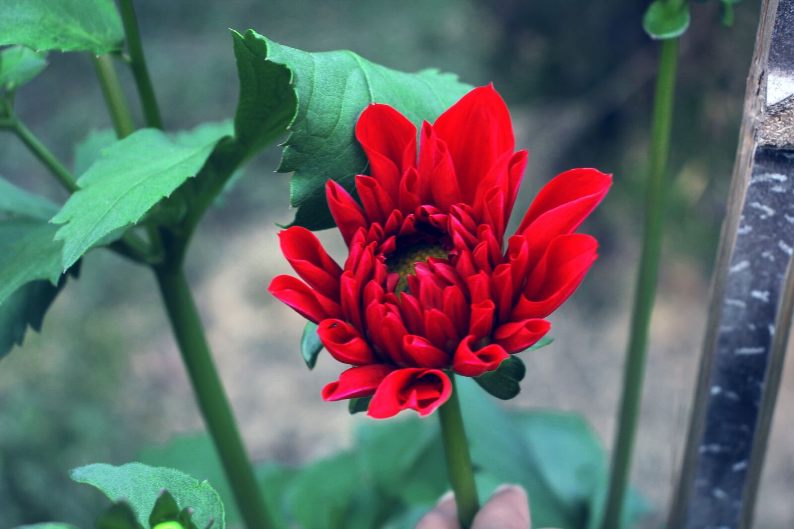 Canon EOS 60D sample photo. Nature, rose, flower photography