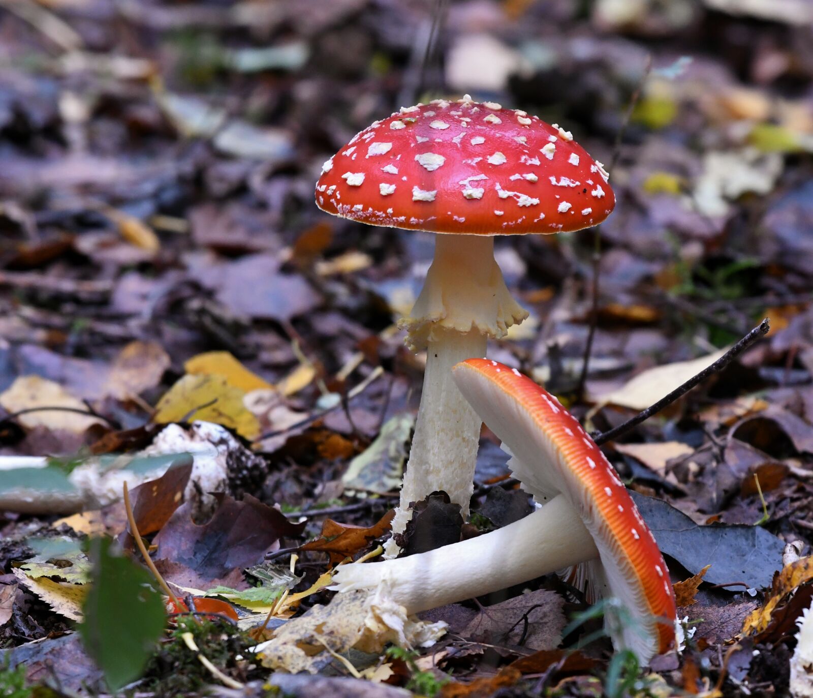 Nikon D500 sample photo. Mushrooms, fly agaric, autumn photography