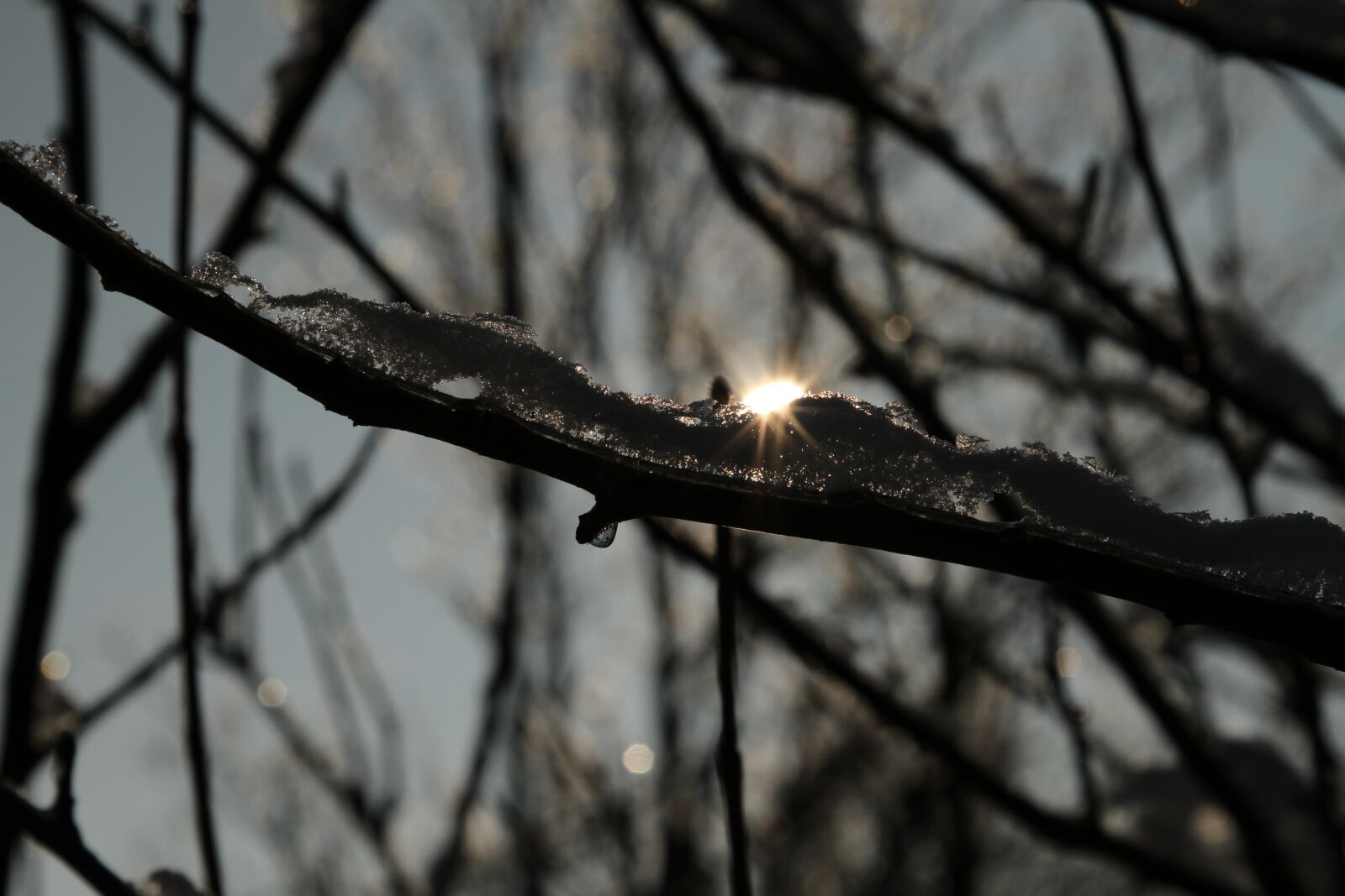 Canon EOS 7D + Canon EF 24-105mm F4L IS USM sample photo. Sunset, magic tree, ice photography