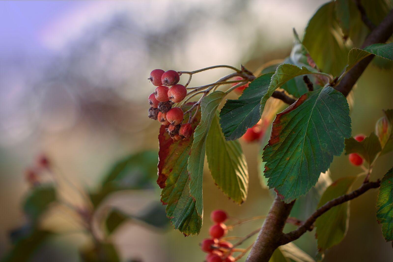 Sony FE 70-200mm F4 G OSS sample photo. Autumn, october, leaves photography