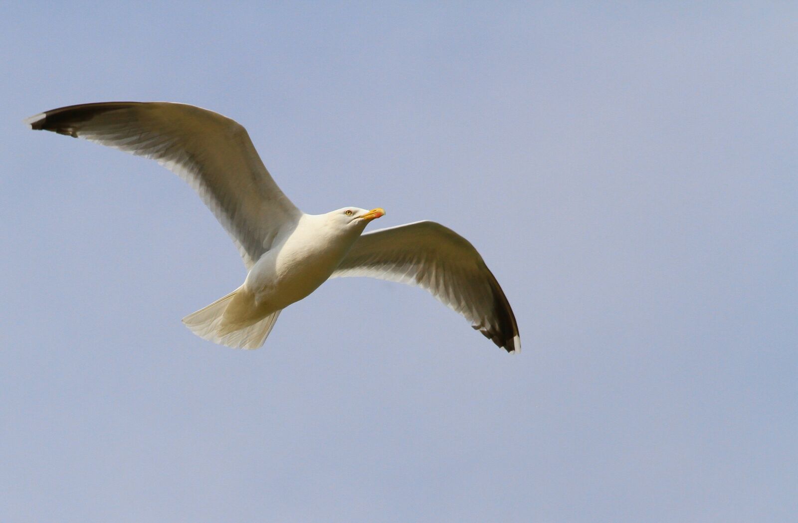 Canon EOS 7D sample photo. Gull, bird, seabird photography