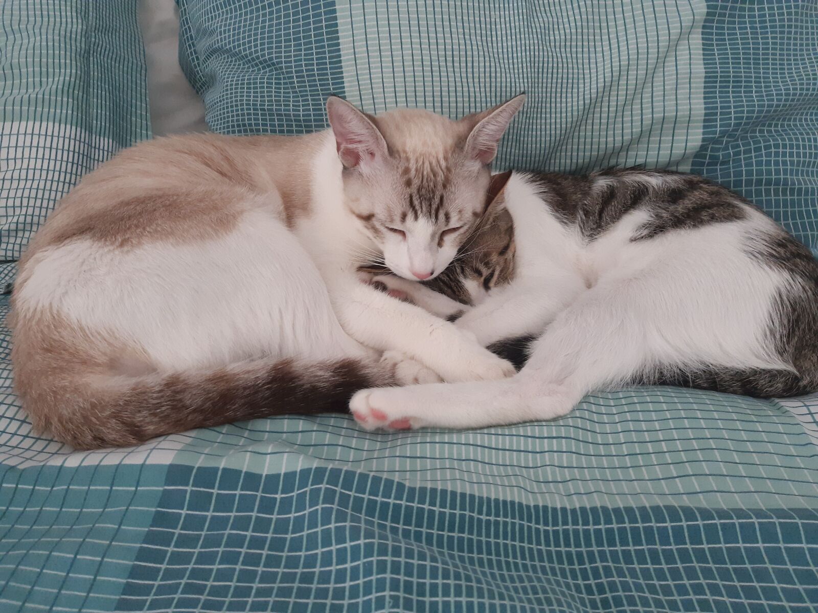 Samsung Galaxy A30 sample photo. Cats, sleeping, bed photography