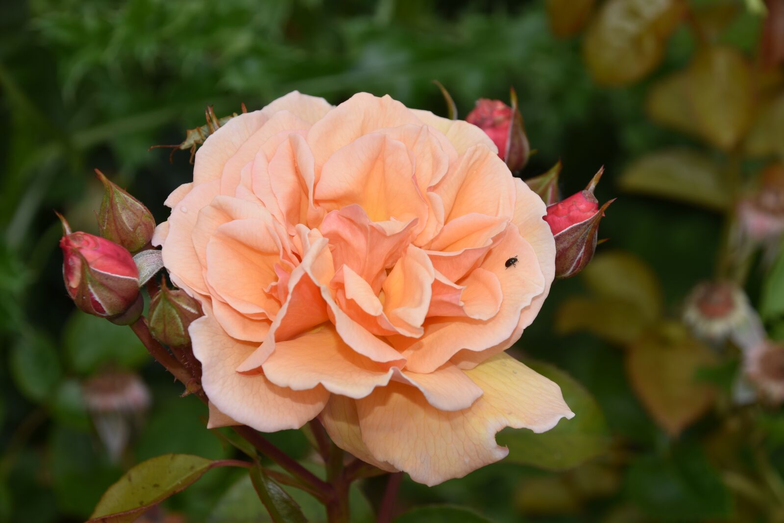 Nikon D5600 sample photo. Flower, flowers, pink photography