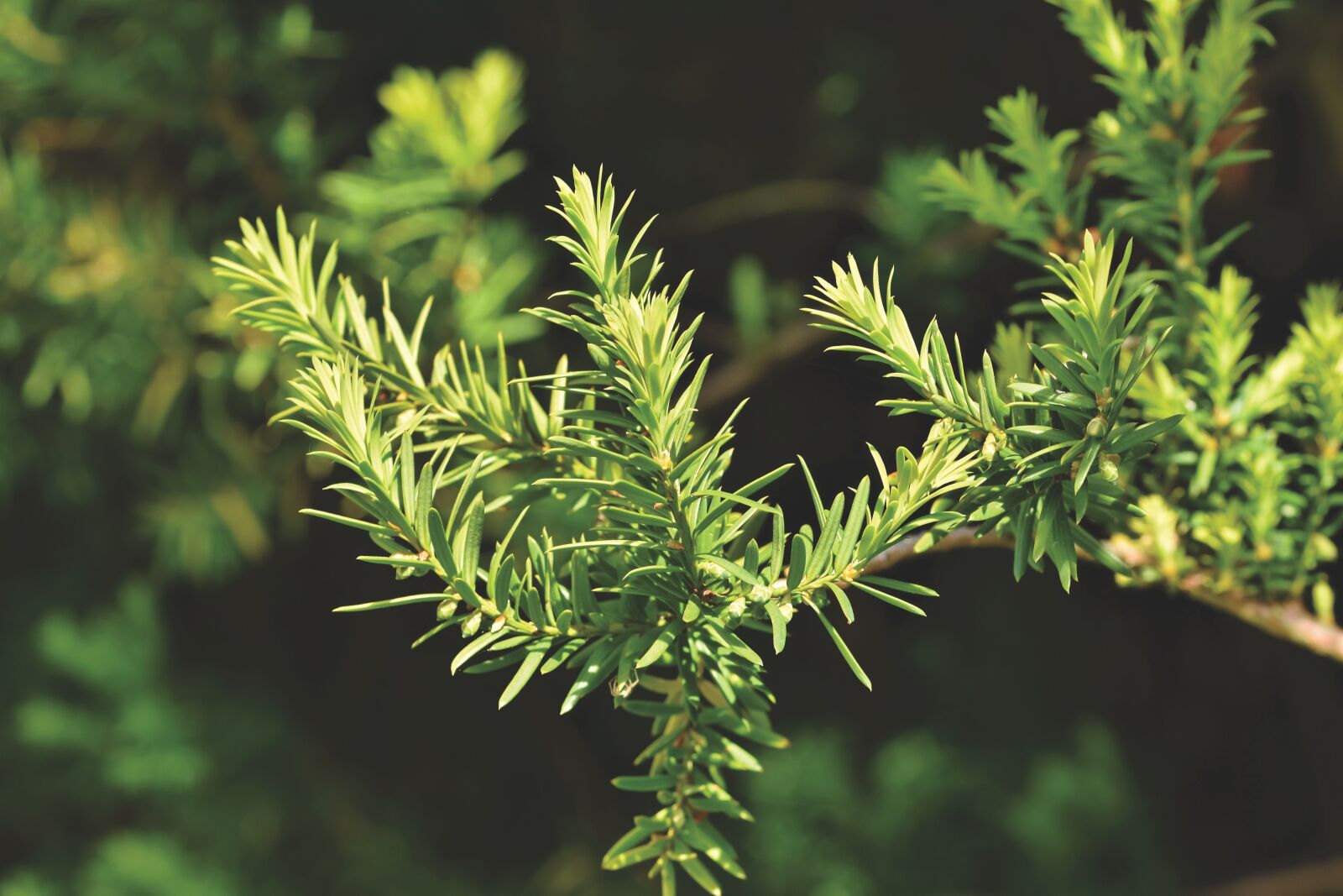 Nikon D7200 sample photo. Yew, bush, fruit photography
