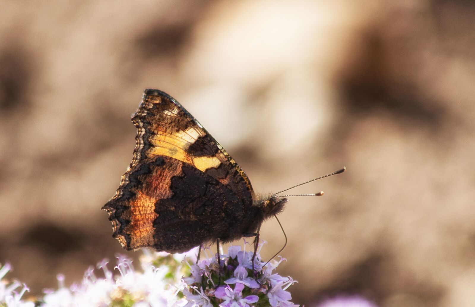Canon EF 70-300mm F4-5.6 IS USM sample photo. Butterfly, insect, animal photography