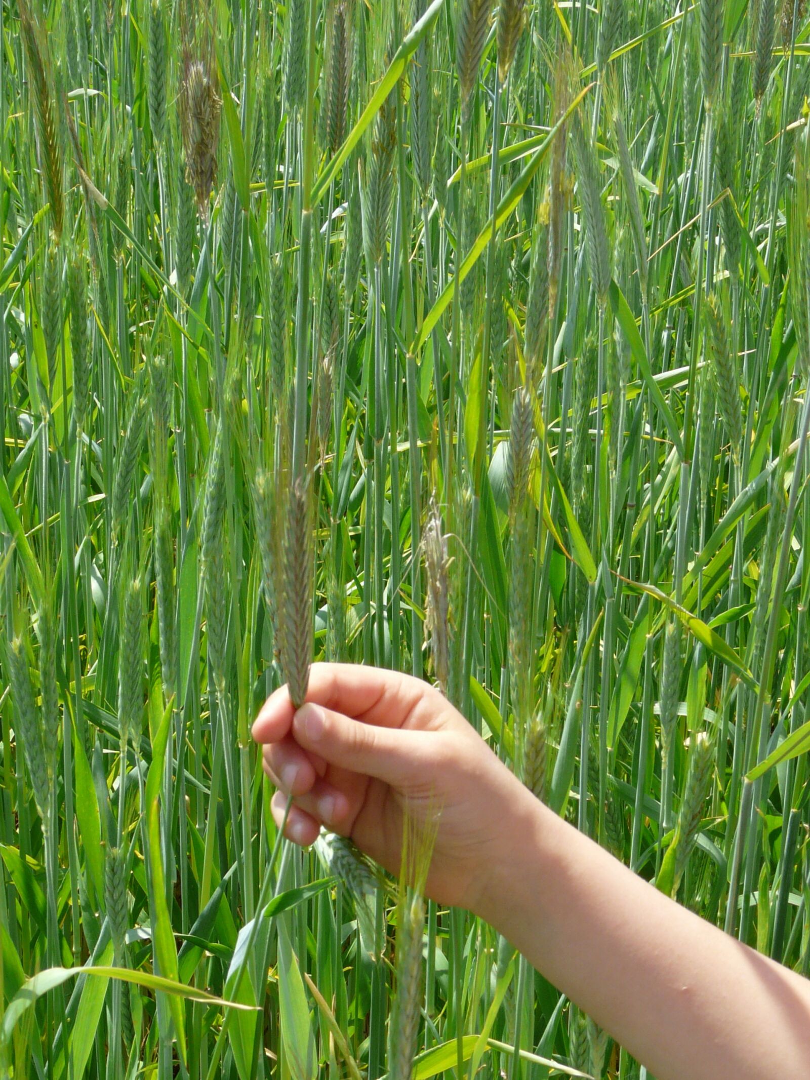 Panasonic DMC-FZ18 sample photo. Curious, discover, examine photography