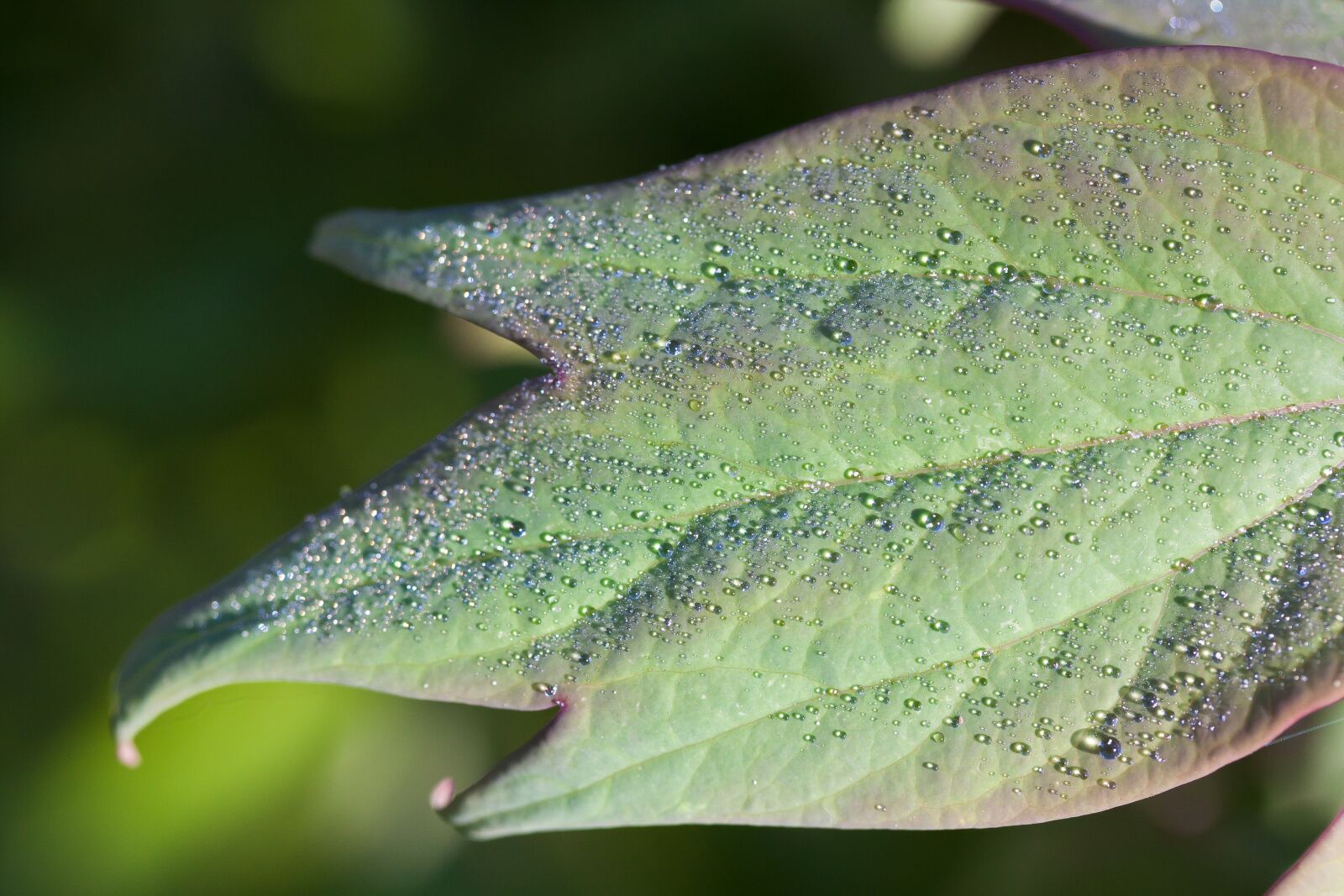 Canon EOS 50D sample photo. Dew, dewdrop, morgentau photography