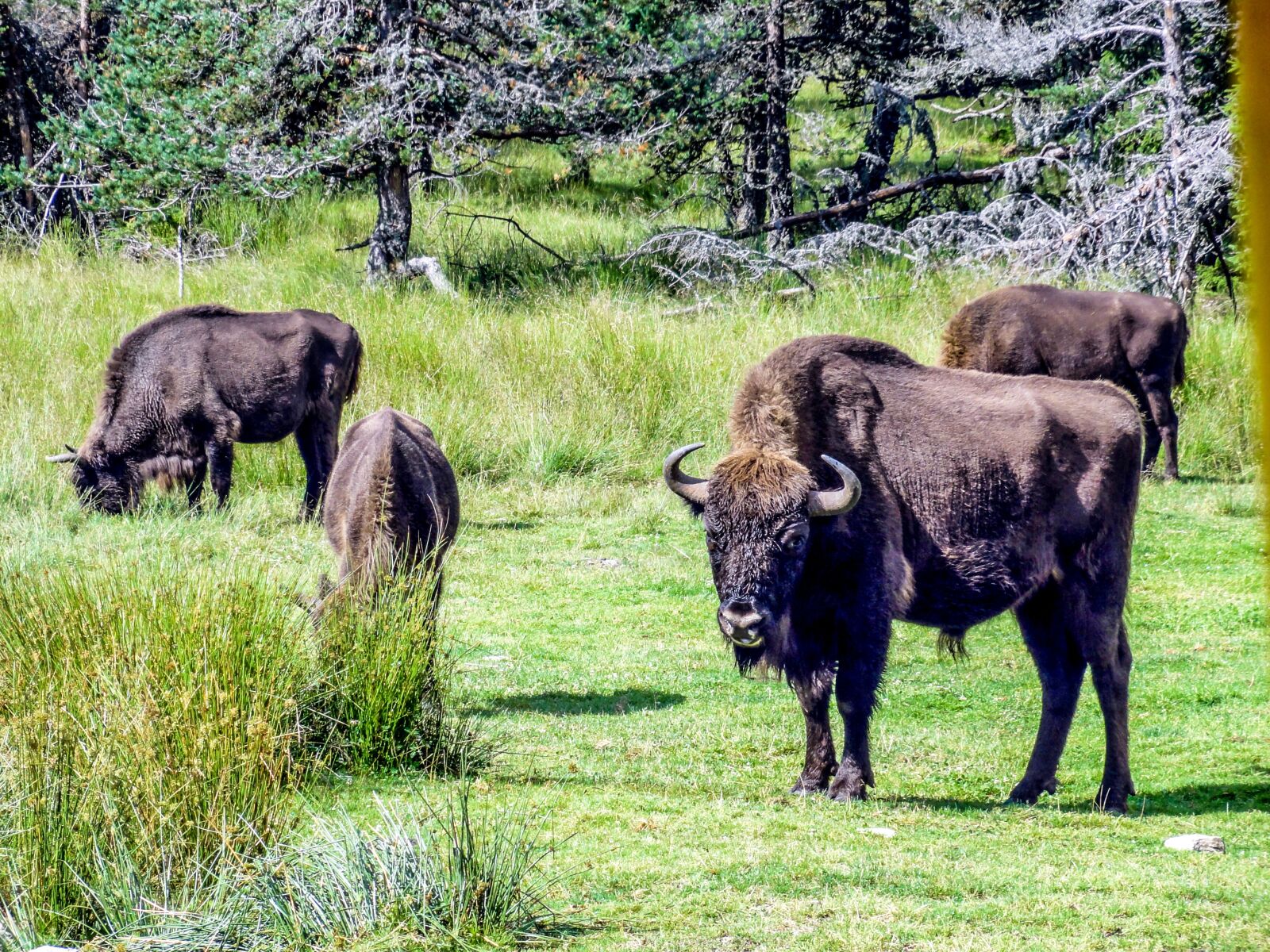 Sony DSC-HX5V sample photo. Bison, taurau, force photography