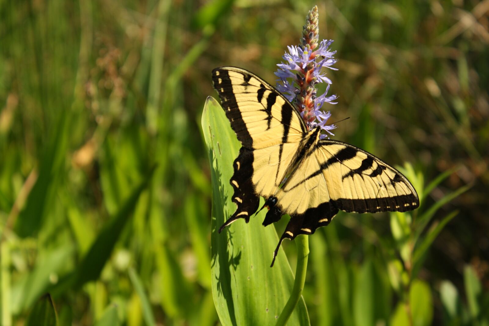 Canon EOS 1000D (EOS Digital Rebel XS / EOS Kiss F) sample photo. Butterfly, pollen, nature photography