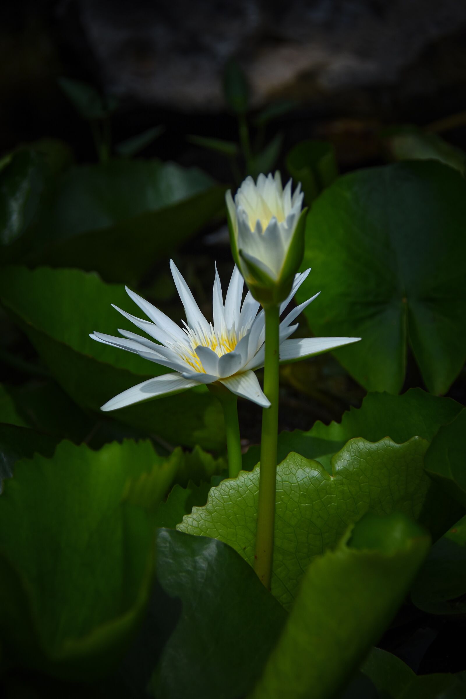 Nikon D7200 sample photo. Water lily, fragrant, pink photography