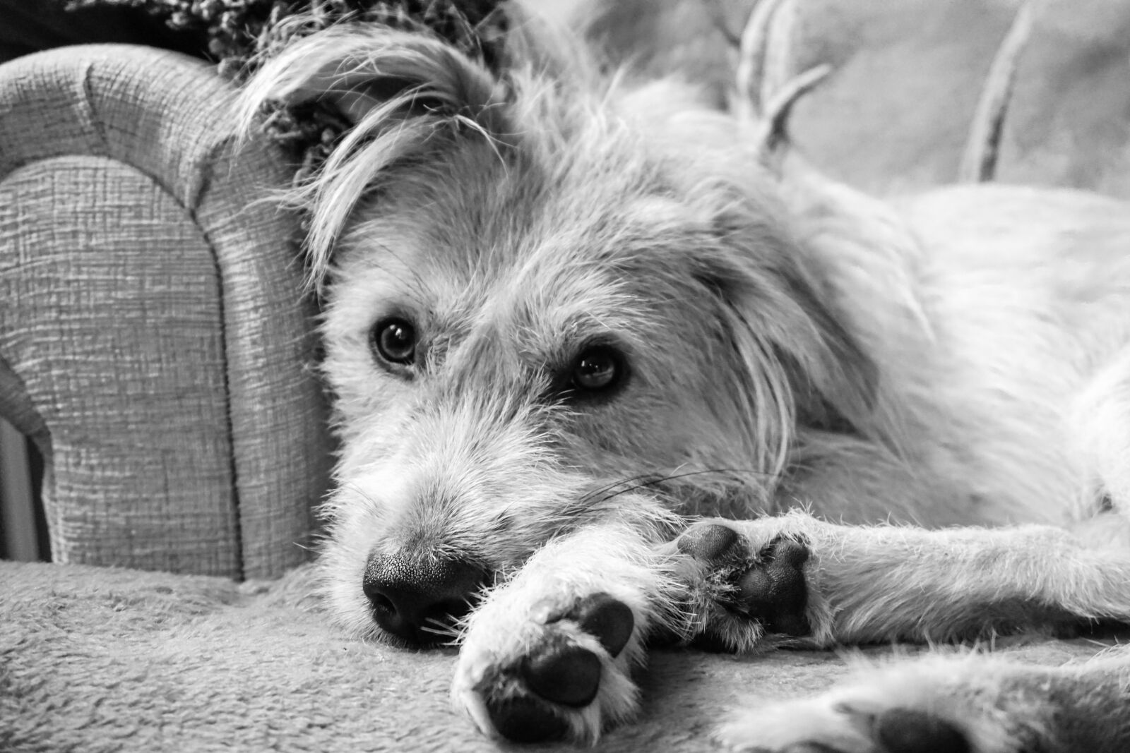 Sony a6000 sample photo. Bella, happy dog, dogs photography