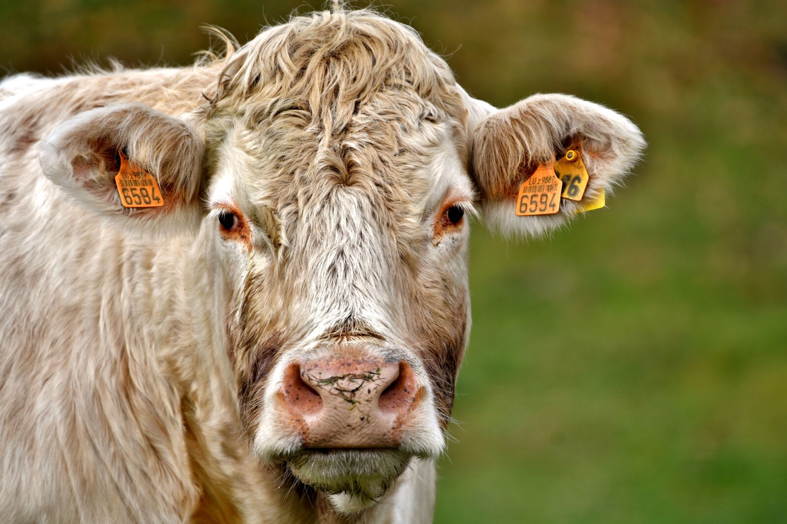 Nikon D500 sample photo. Cow, mammal, herkauwer photography