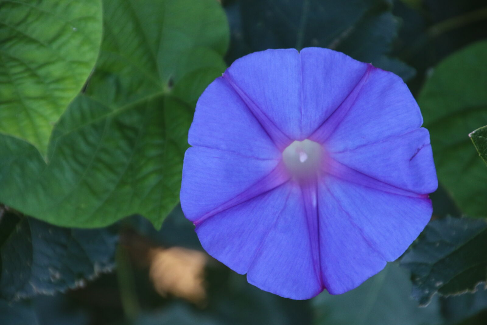 Canon EOS 7D Mark II sample photo. Blue, blue, flower, garden photography