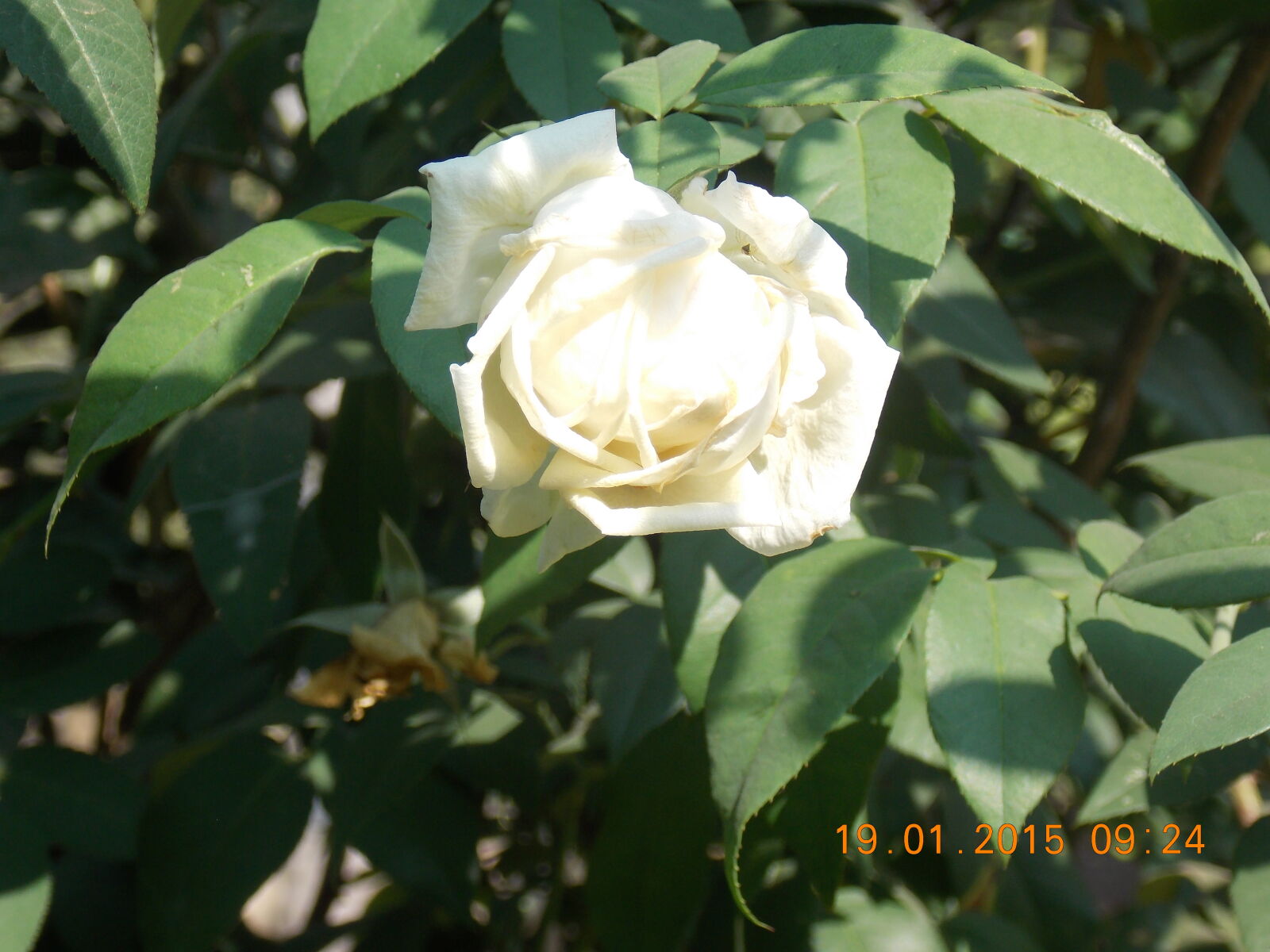 Nikon Coolpix L810 sample photo
