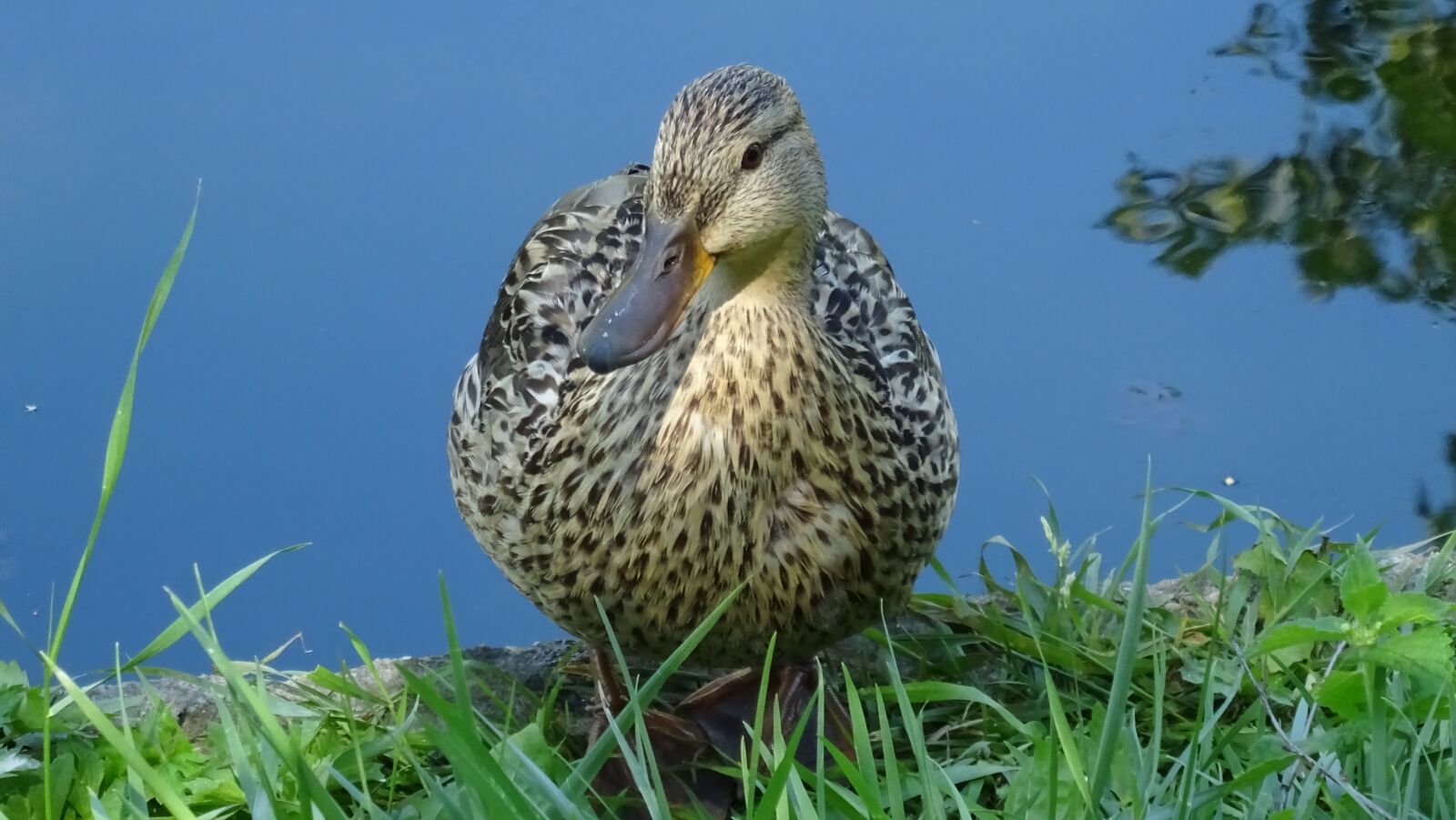 Sony DSC-HX60 sample photo. Nature, fauna, duck photography