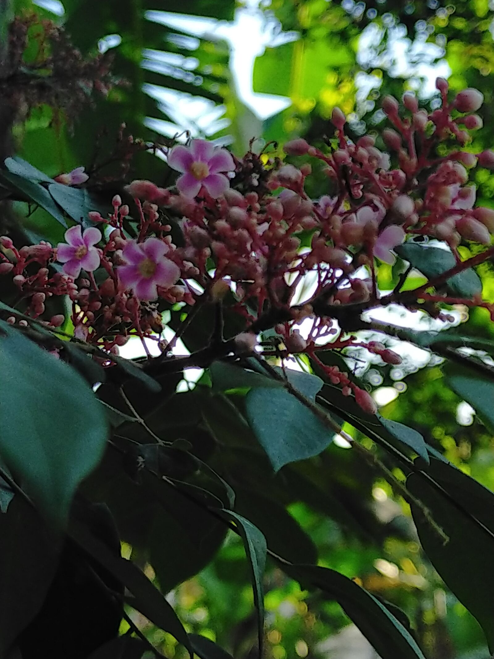 OPPO A9 2020 sample photo. Flowers of carambola, leaf photography