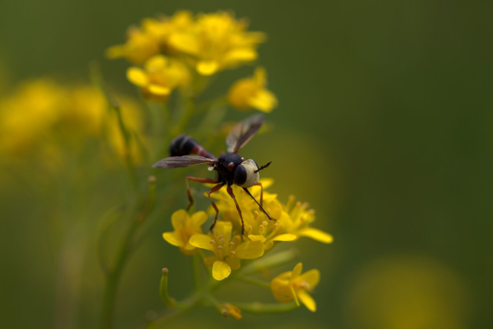 Canon EF-S 60mm F2.8 Macro USM sample photo. Wasp, flower, yellow photography