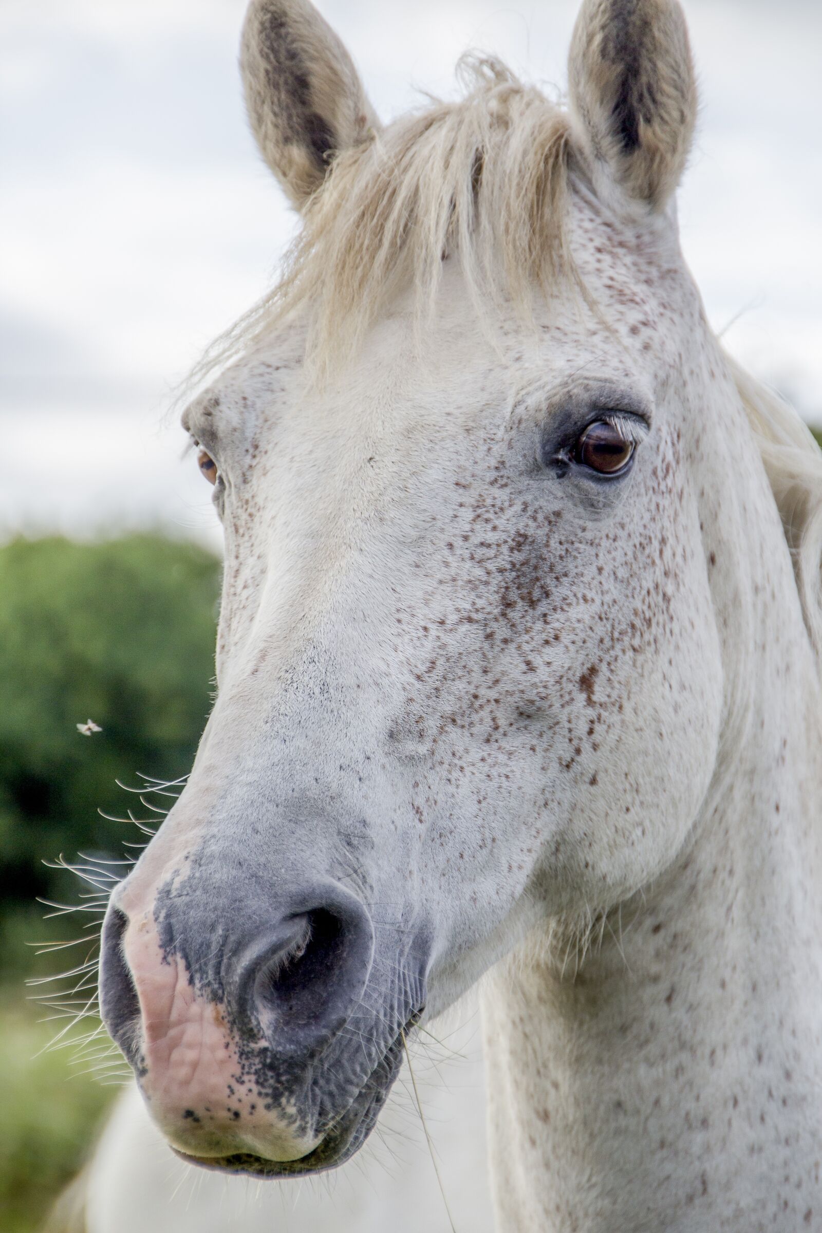 Canon EOS 600D (Rebel EOS T3i / EOS Kiss X5) sample photo. White horse, irish horse photography