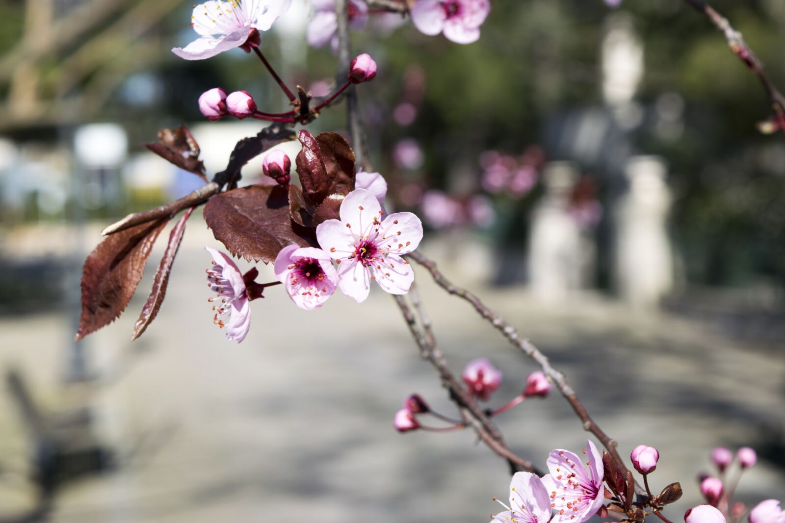 Nikon D5300 sample photo. Fiori di pesco, spring photography