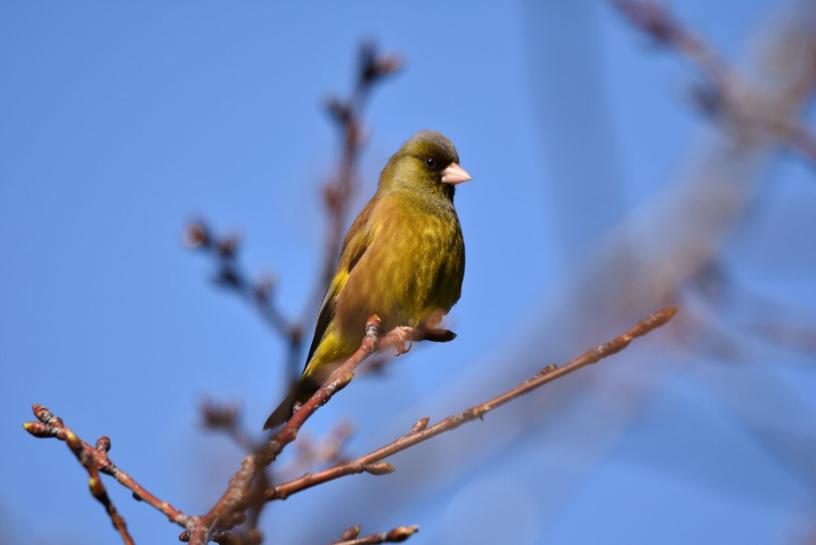 Nikon D7200 sample photo. Animal, sky, wood photography