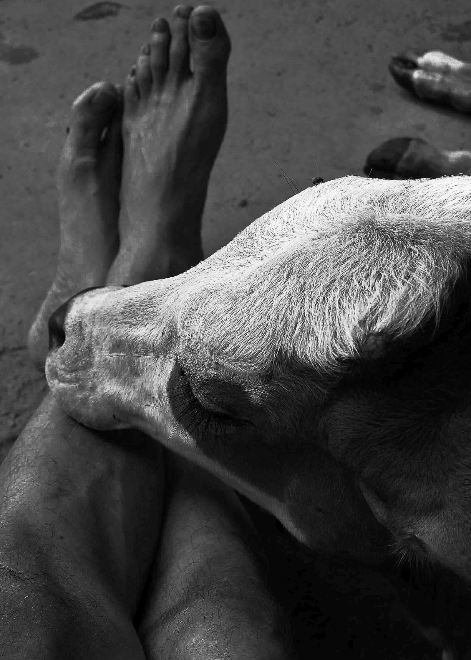 Nikon D700 sample photo. Barefoot, cow, people photography