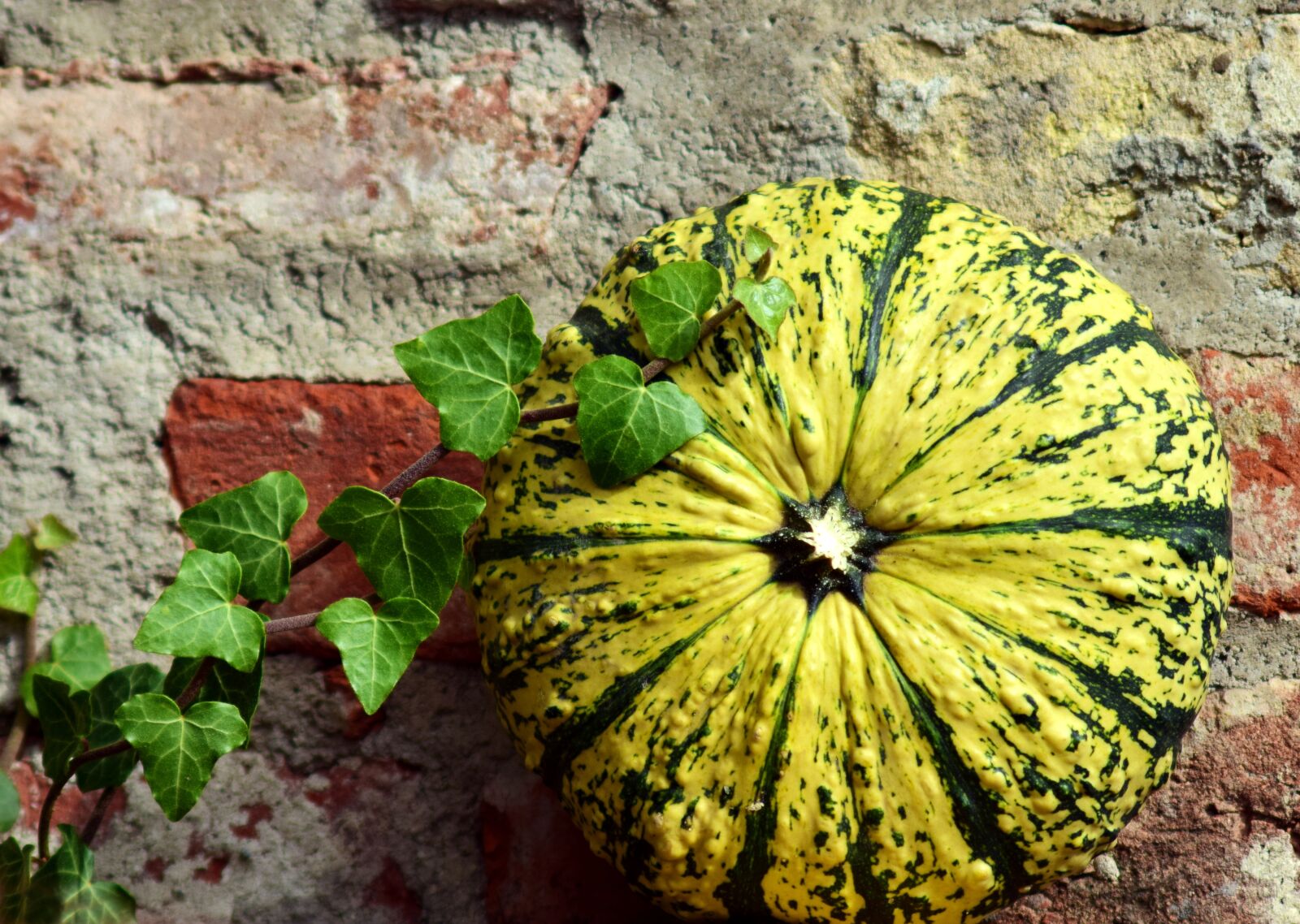Nikon D3300 sample photo. Pumpkin, gourd, ivy photography
