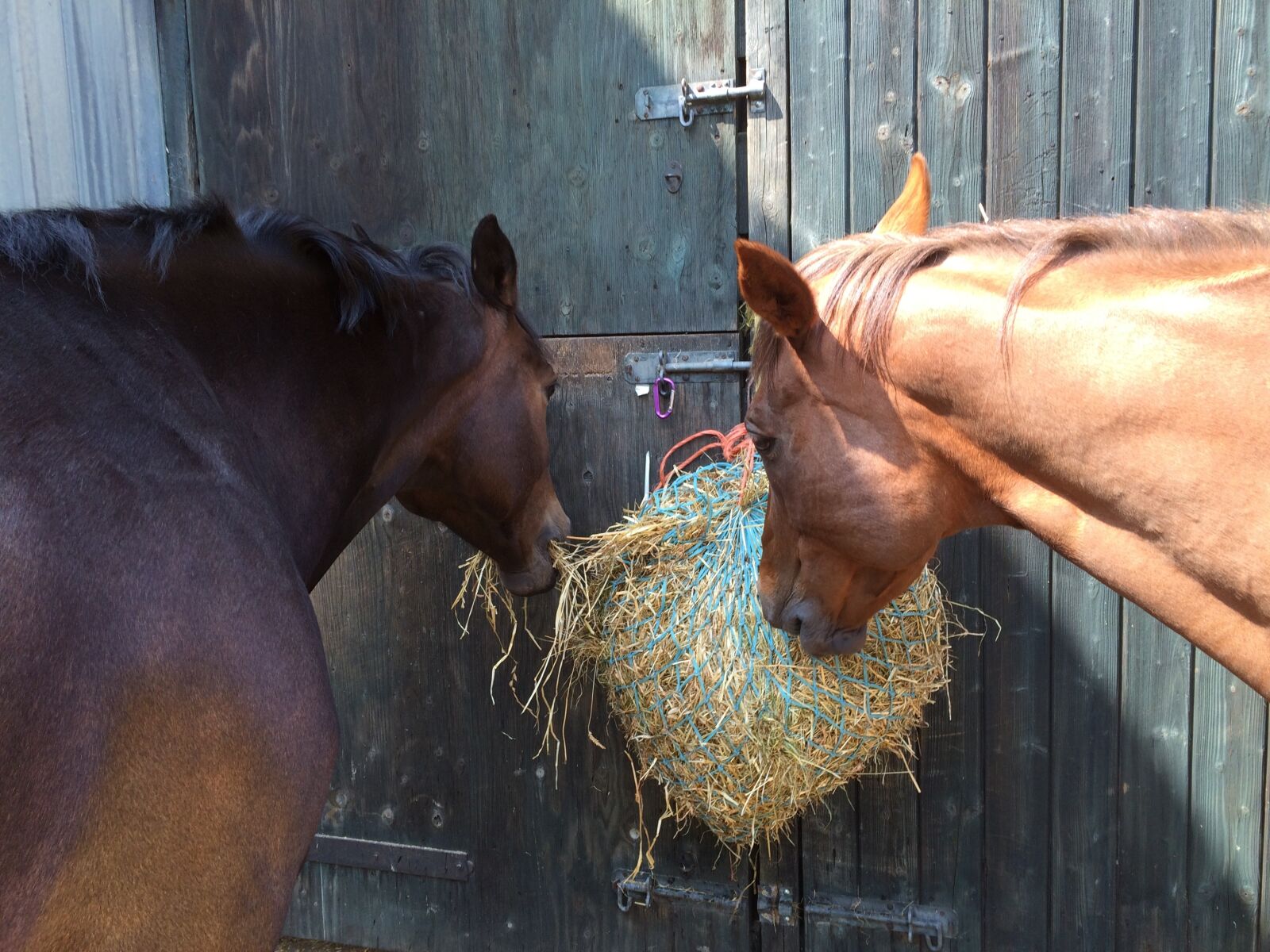 iPhone 5s back camera 4.15mm f/2.2 sample photo. Horses, friends, nature photography