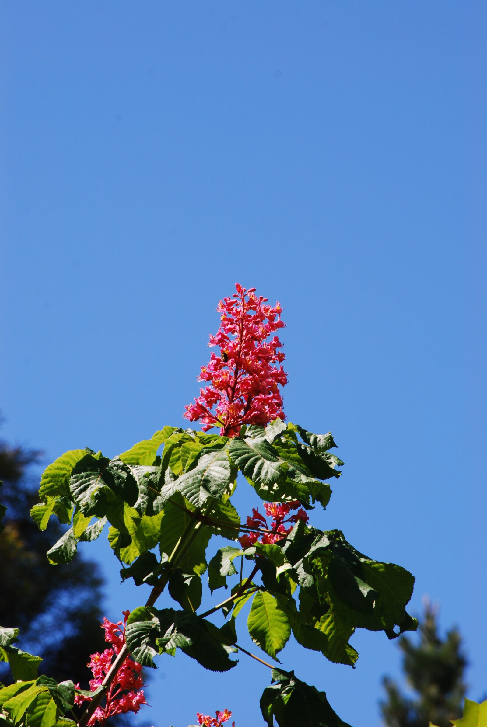 Nikon D80 sample photo. Red chestnut flower, flower photography