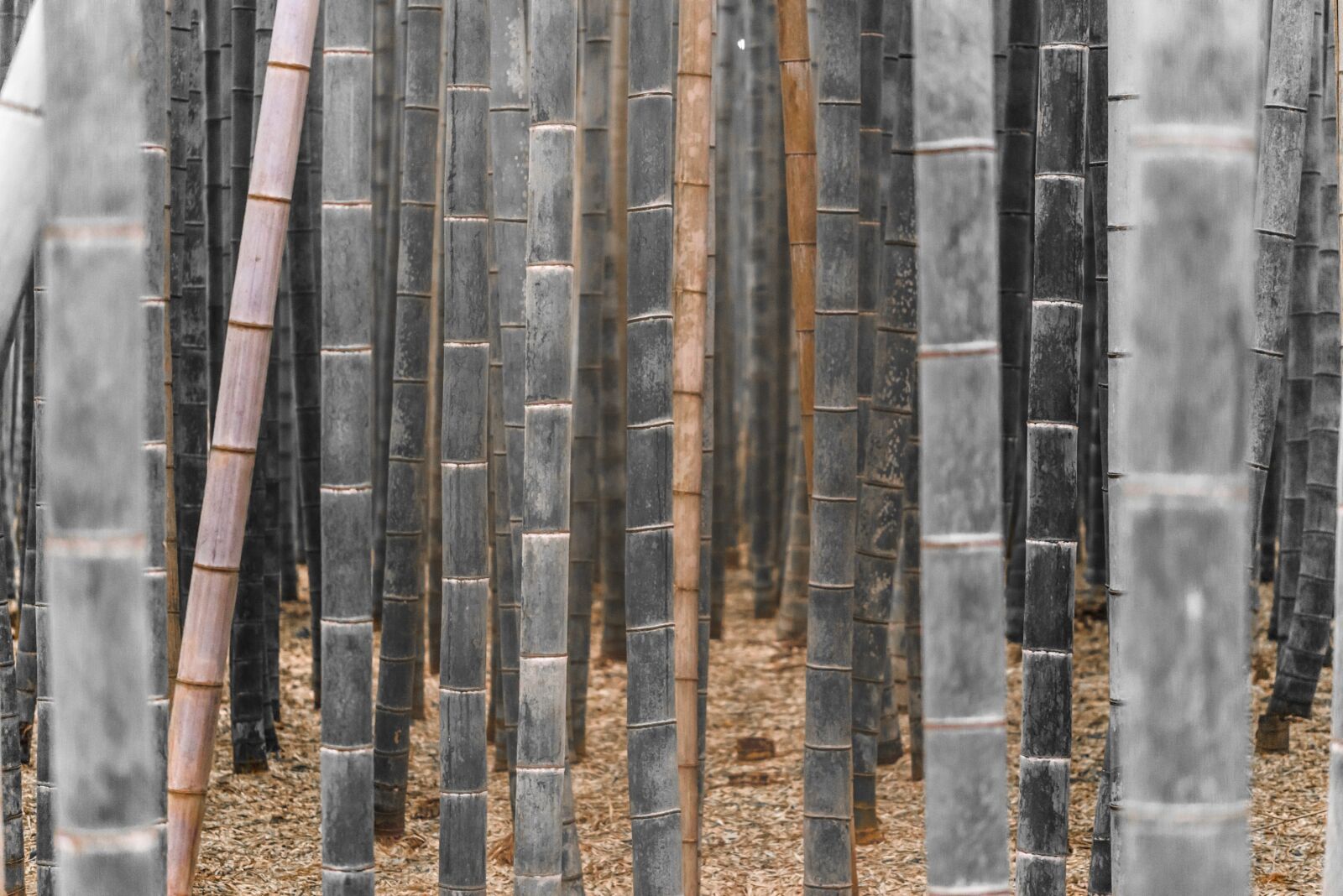 Nikon D610 sample photo. Bamboo, bamboo grove, arashiyama photography