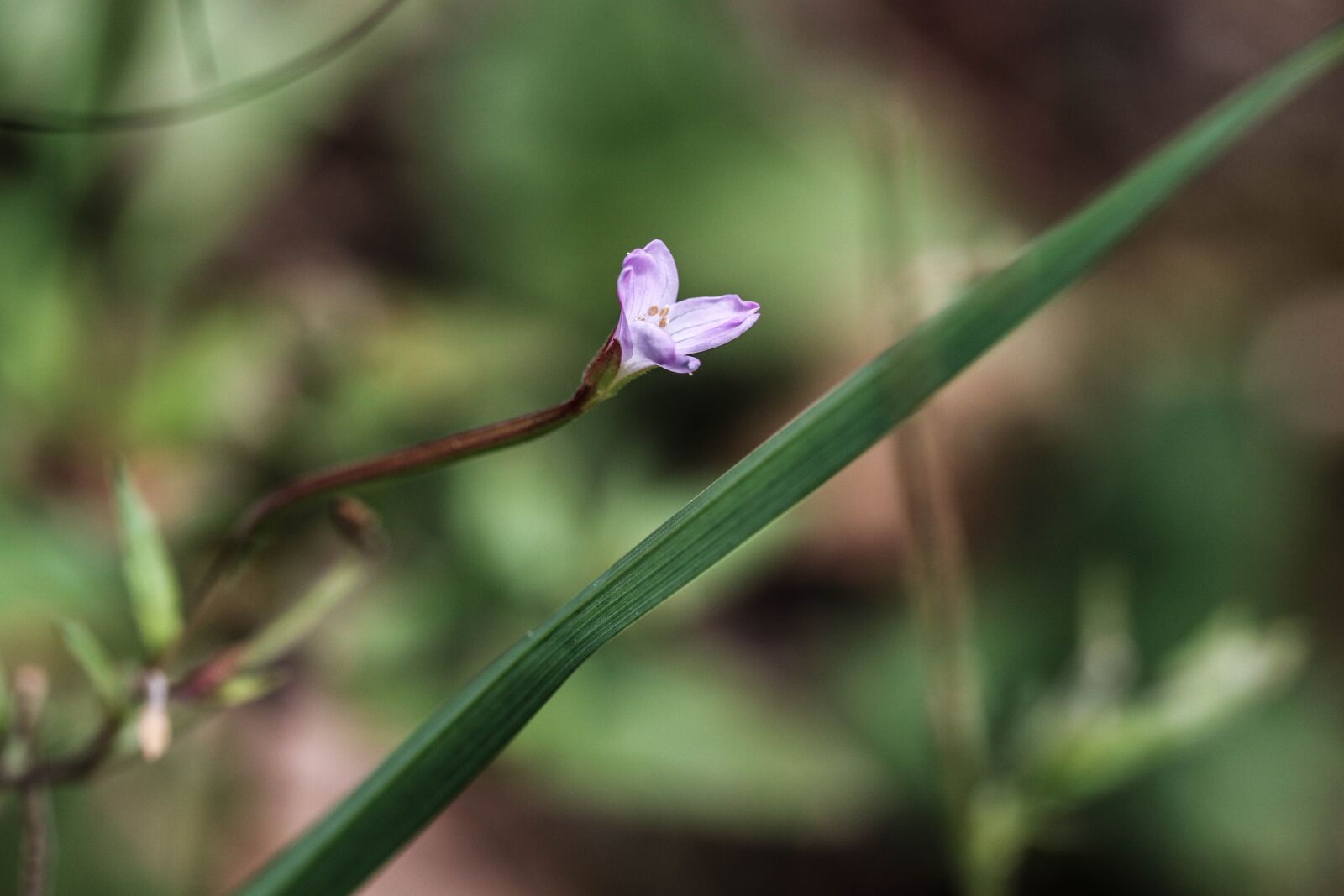 Canon EOS 7D Mark II sample photo. Wild flower, summer flower photography