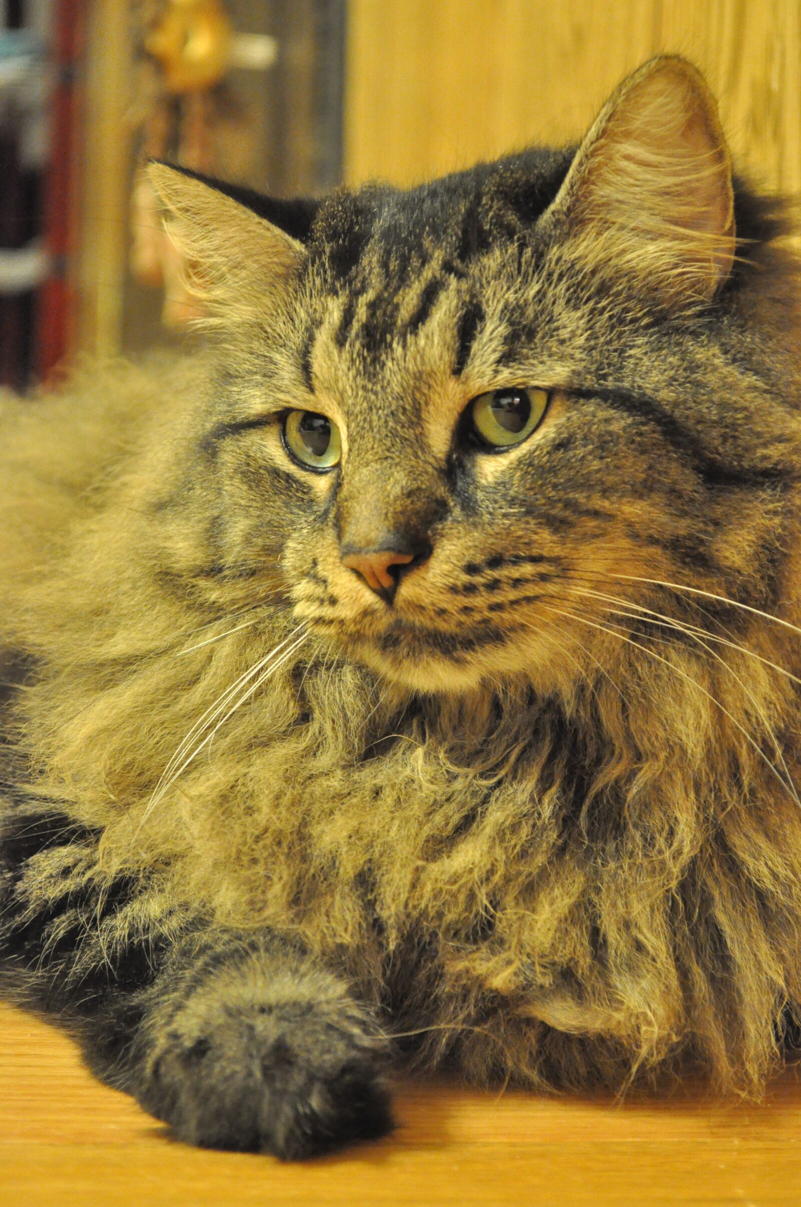 Nikon D5000 sample photo. Cat, kitten, animal photography