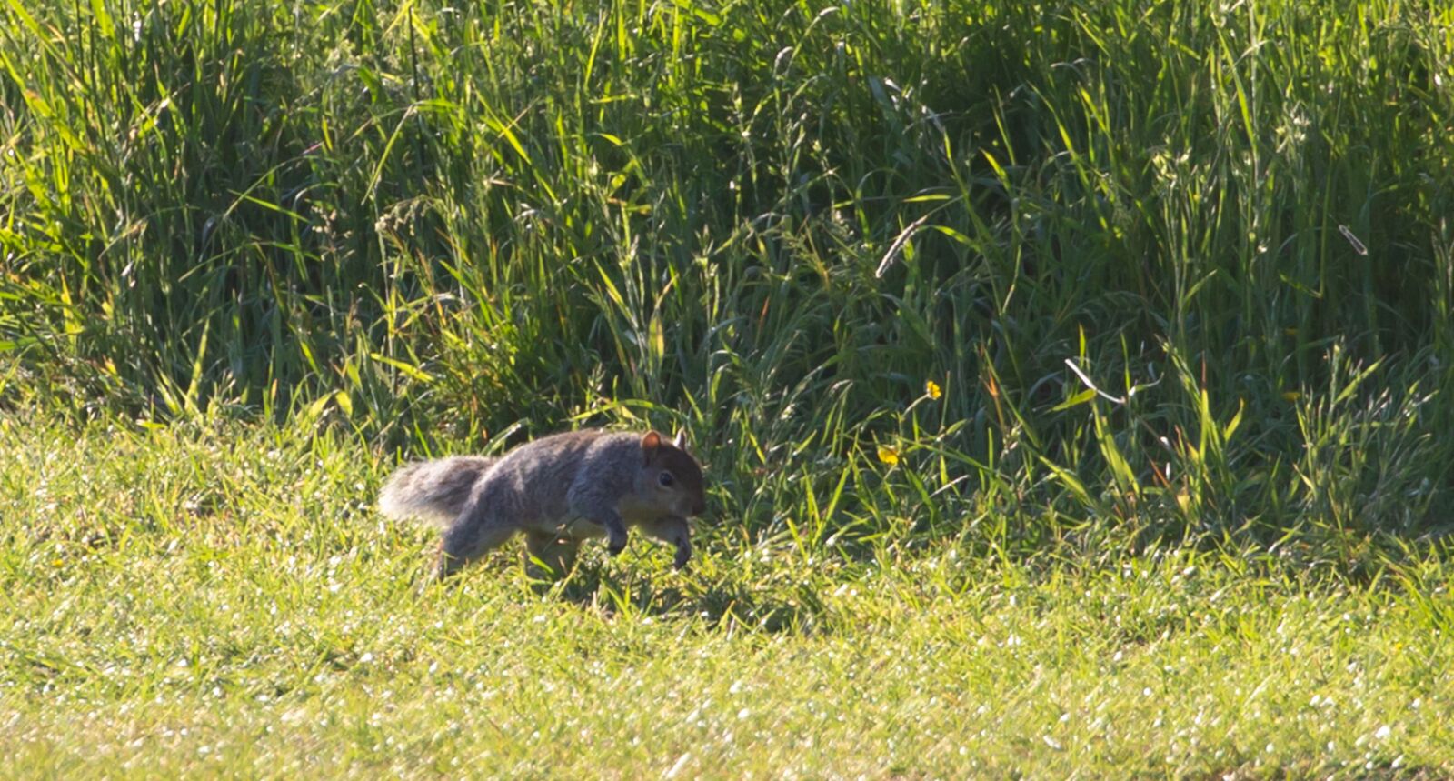 Canon EOS 5D Mark III sample photo. Grey squirrel, squirrel watching photography