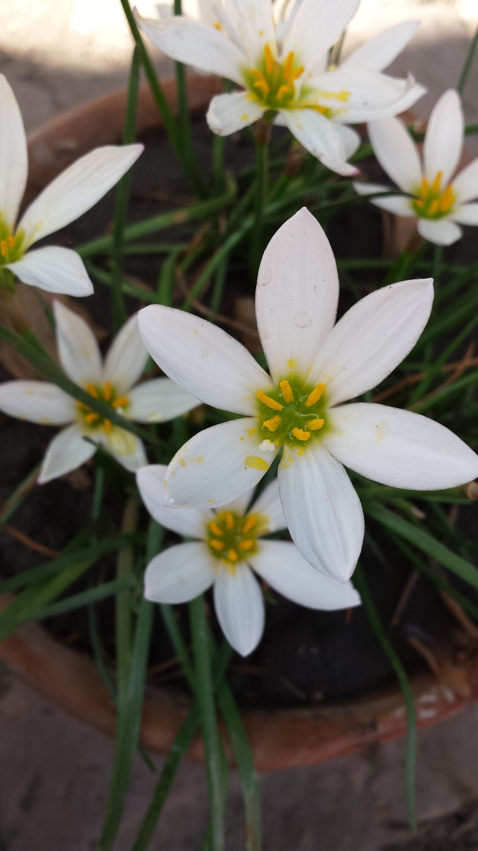 Samsung Galaxy S4 sample photo. Flowers, white flowers, bouquet photography