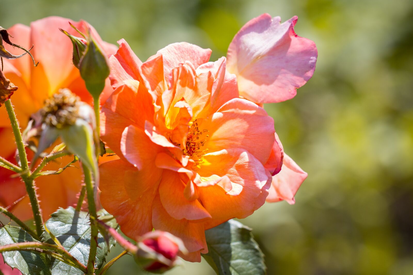 Nikon D7100 sample photo. Roses, blossom, bloom photography