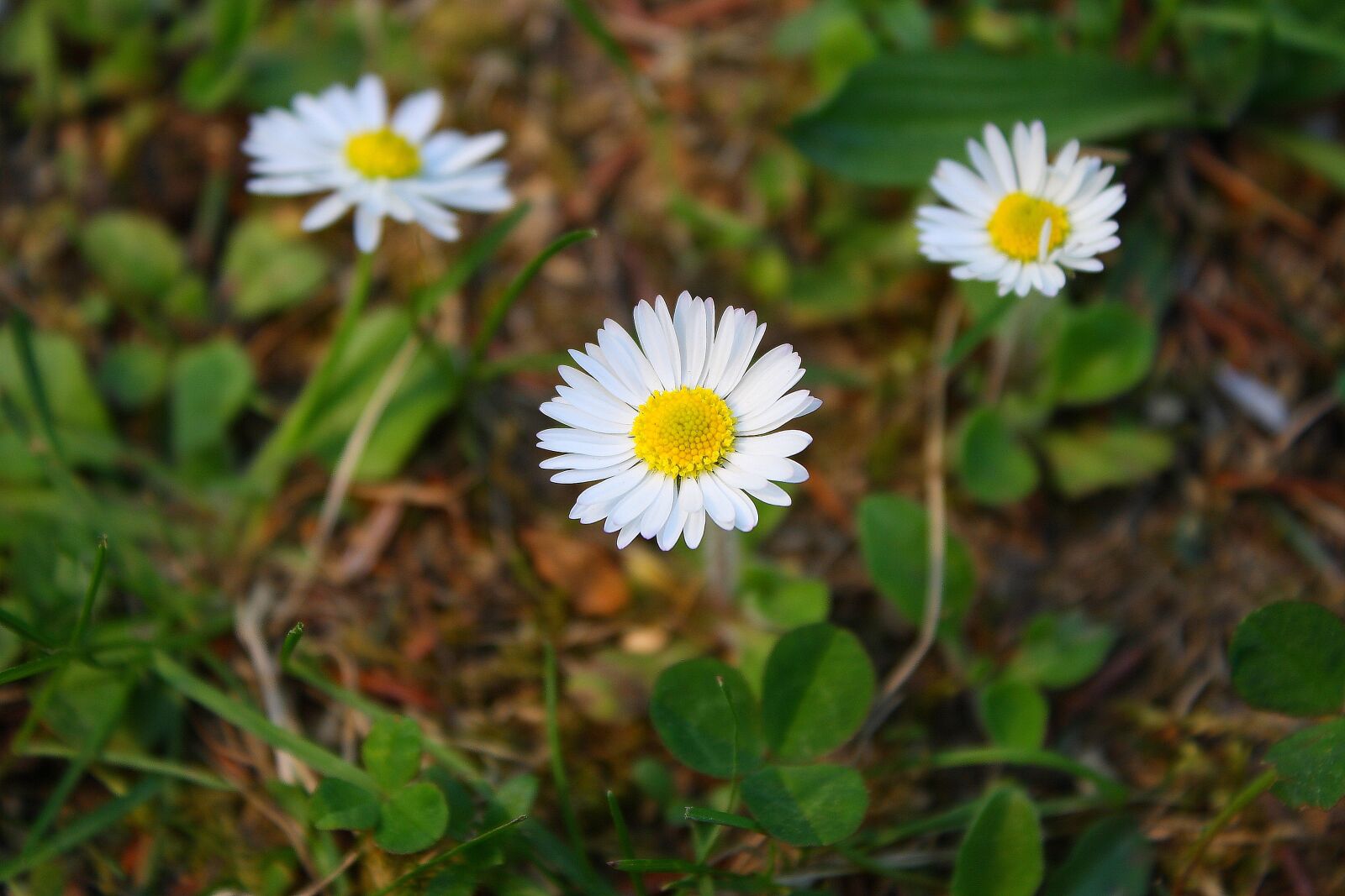 Canon EOS 1000D (EOS Digital Rebel XS / EOS Kiss F) sample photo. Flower, daisy, nature photography