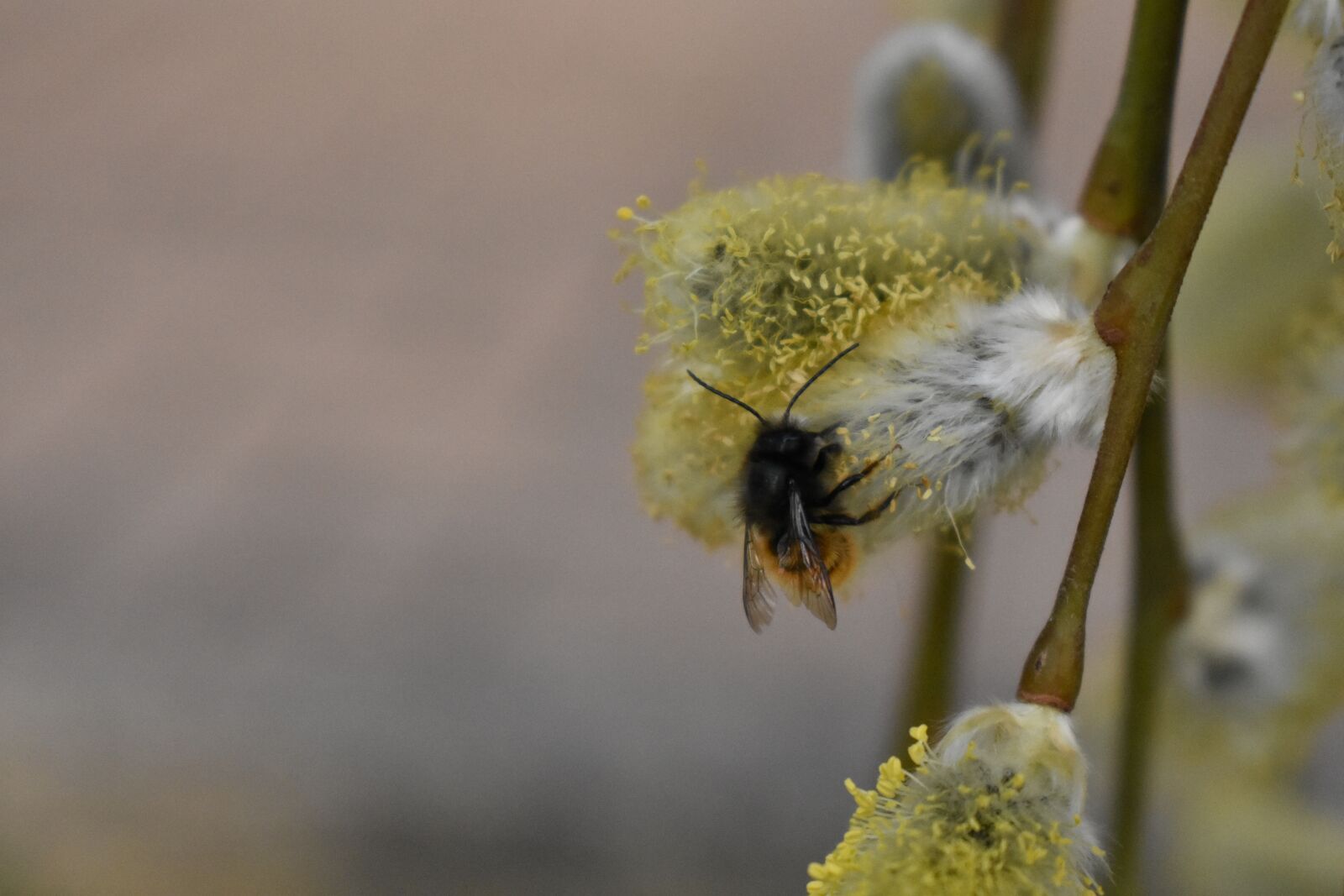Nikon D3400 sample photo. Flower, bee, close up photography
