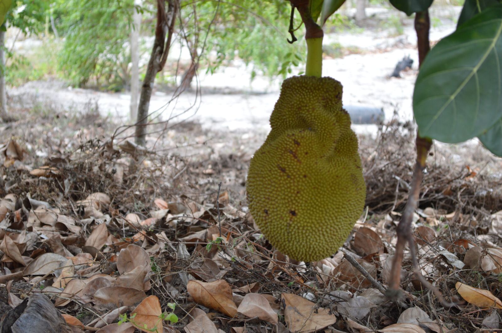 Nikon D3200 sample photo. Fruit, jaca, tropical photography