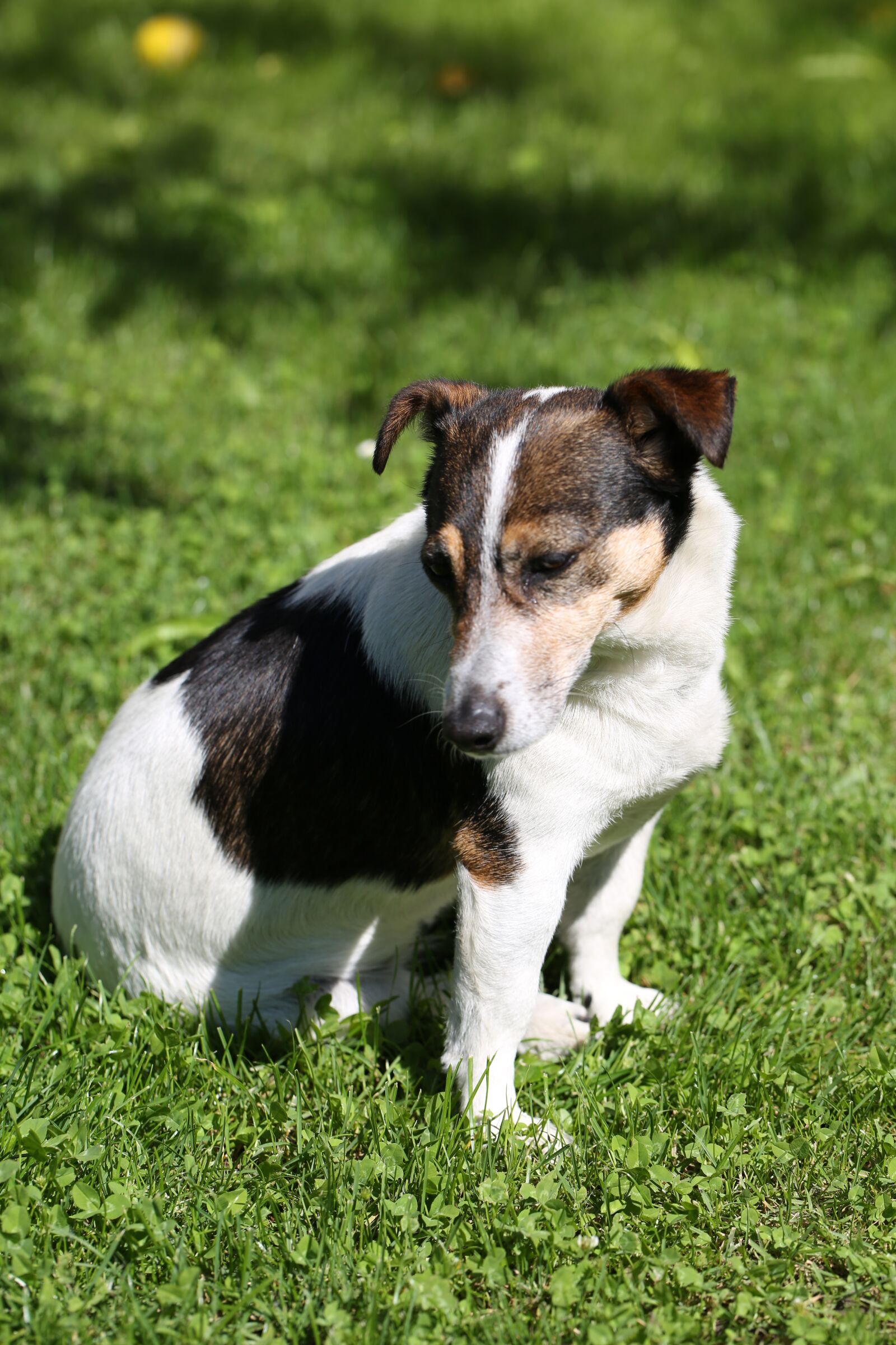 Canon EF 100mm F2.8L Macro IS USM sample photo. Dog, jackrussel, cute photography