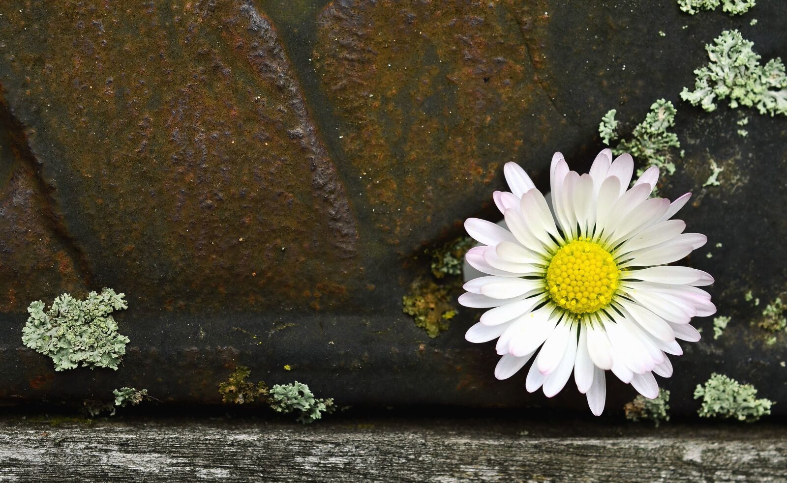 Nikon D5100 sample photo. Decoration, flower, petal, daisy photography