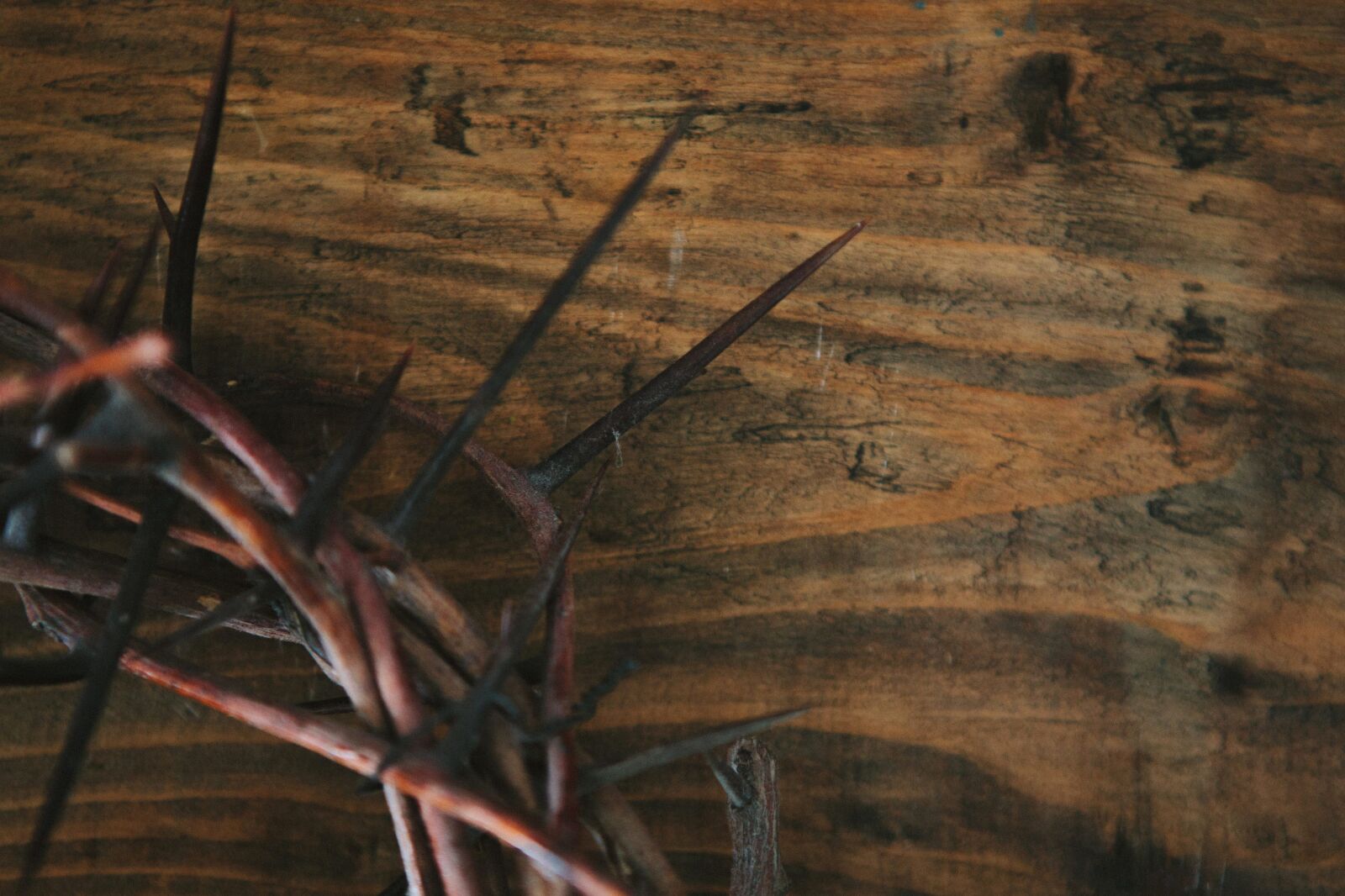 Canon EF 24-70mm F2.8L USM sample photo. Brown, thorn, wood, macro photography