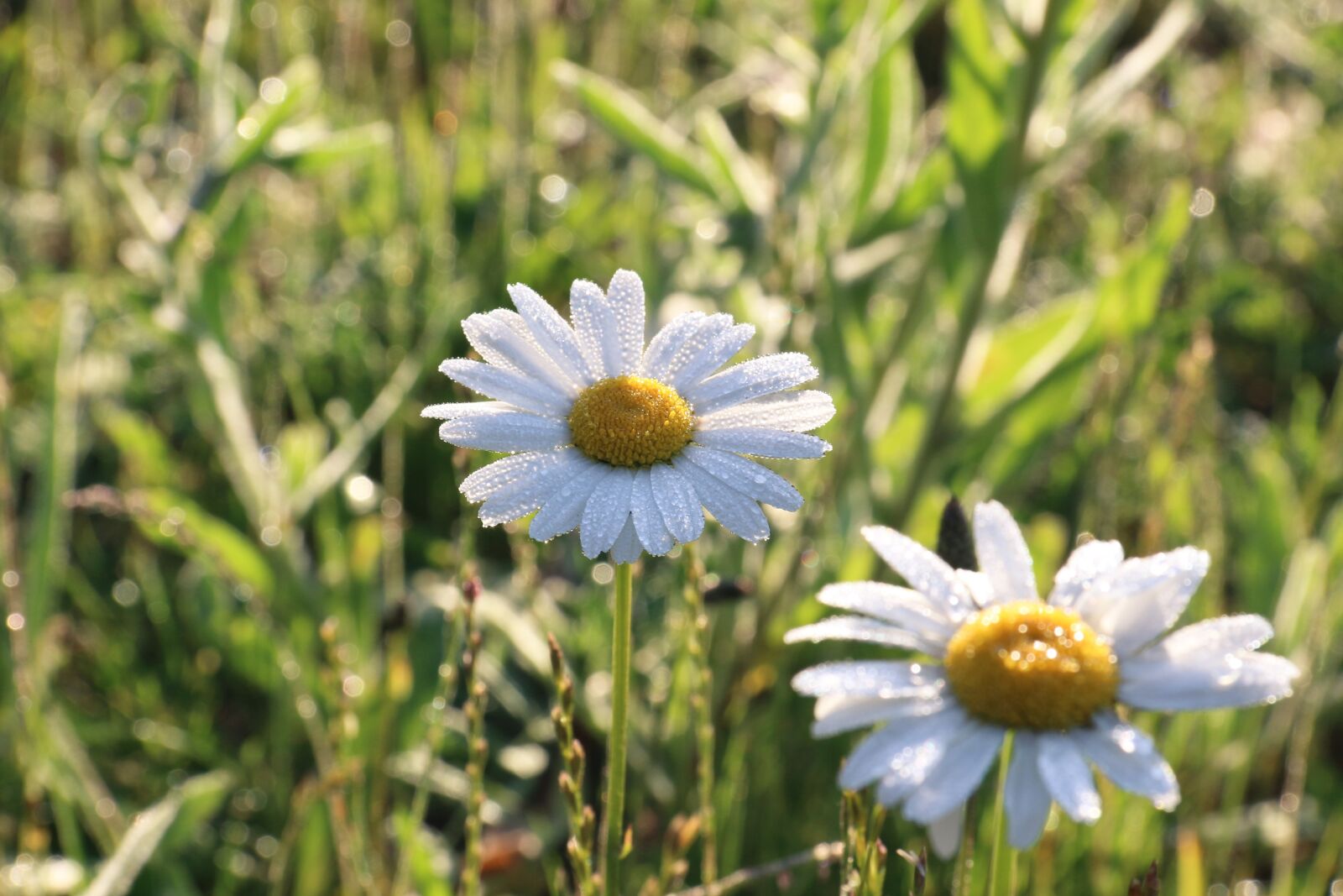 Canon EF-S 18-135mm F3.5-5.6 IS sample photo. Daisy, nature, dew photography